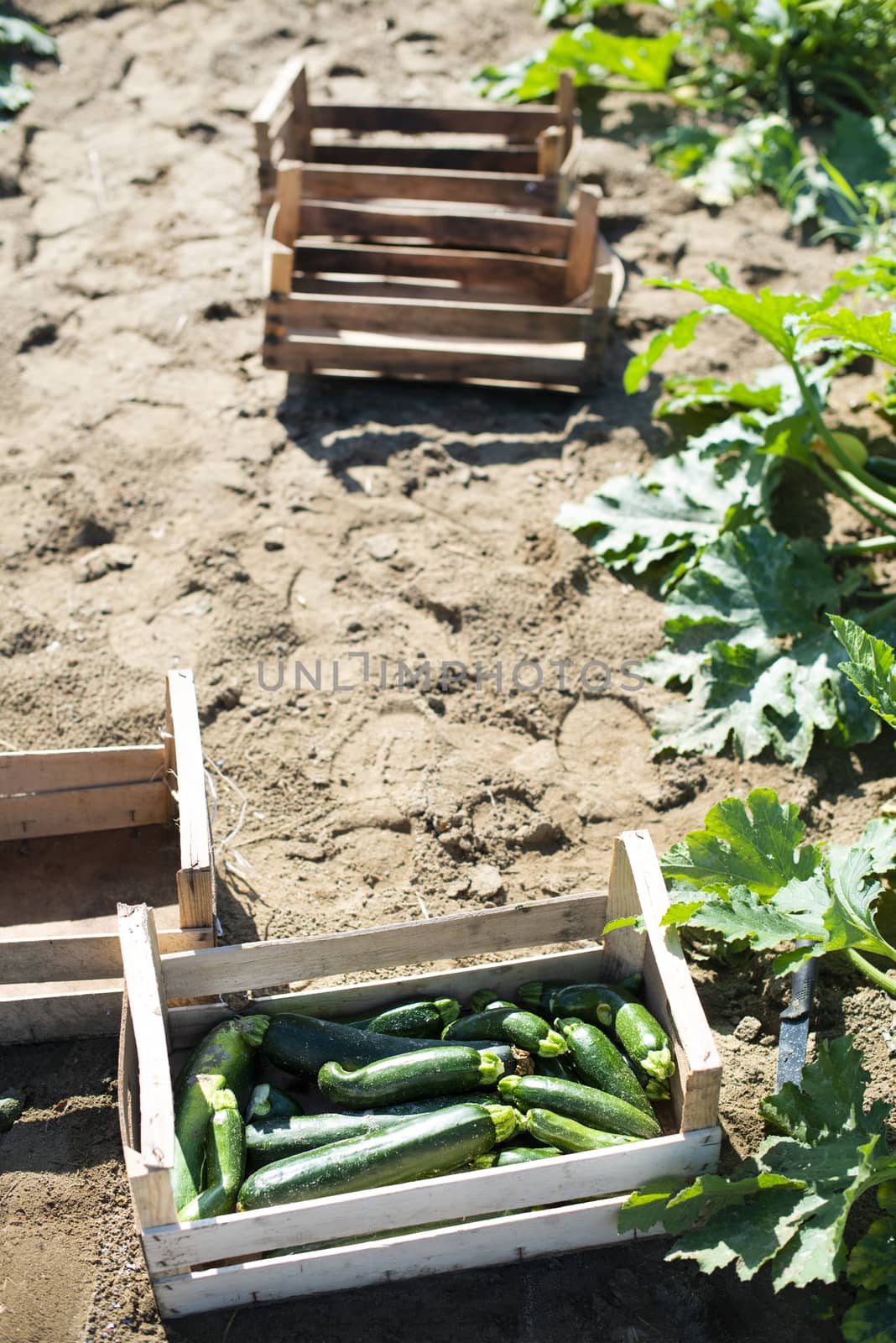 Picking zucchini in industrial farm. Wooden crates with zucchini by deyan_georgiev