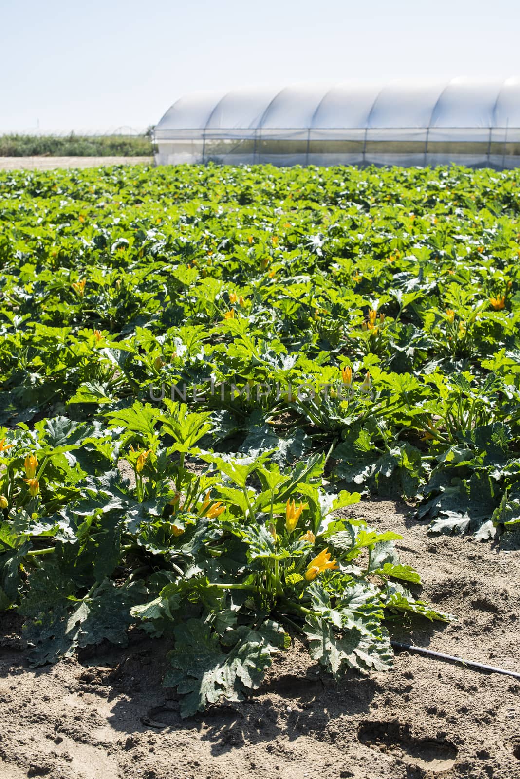 Zucchini on rows in industrial farm. Sunny day on the field. Growing zucchini.