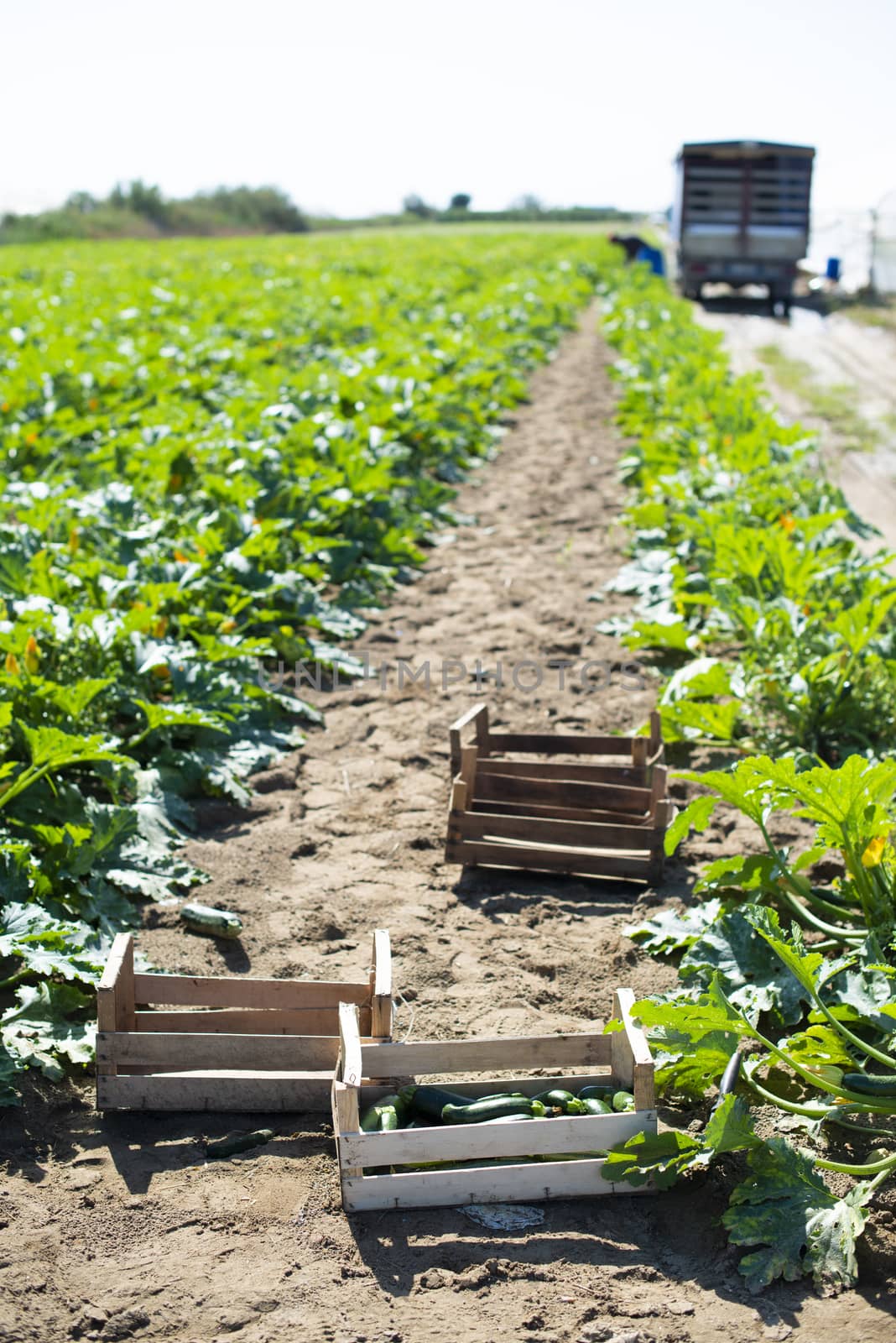 Picking zucchini in industrial farm. Wooden crates with zucchini on the field. Sunny day.