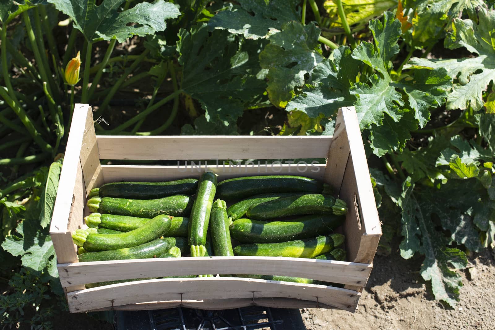 Picking zucchini in industrial farm. Wooden crates with zucchini on the field. Sunny day.