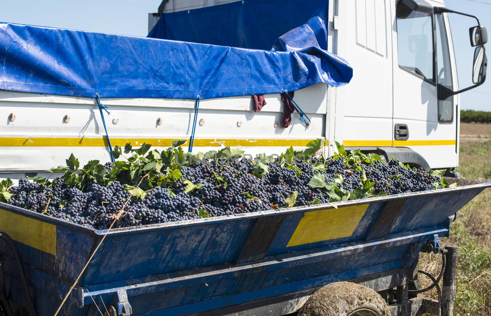 Truck with red grape for wine making. Pile of grape on truck tra by deyan_georgiev