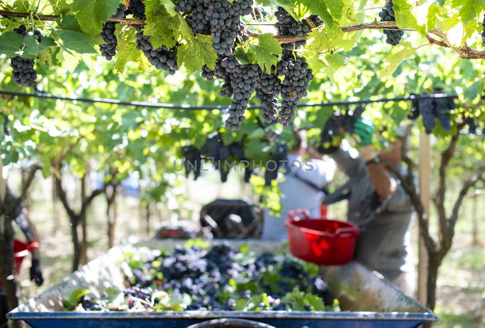 Workers picking red grapes. Harvesting grape for wine making. 