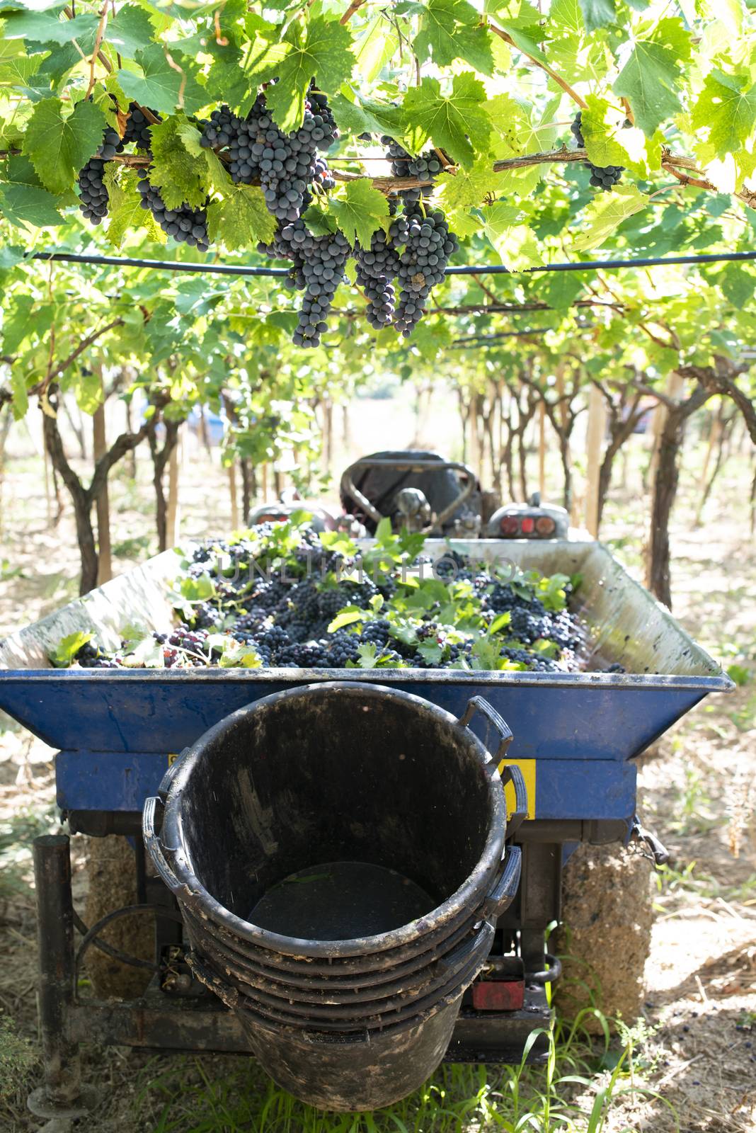 Tractor with trailer filled with red grapes for wine making.  by deyan_georgiev