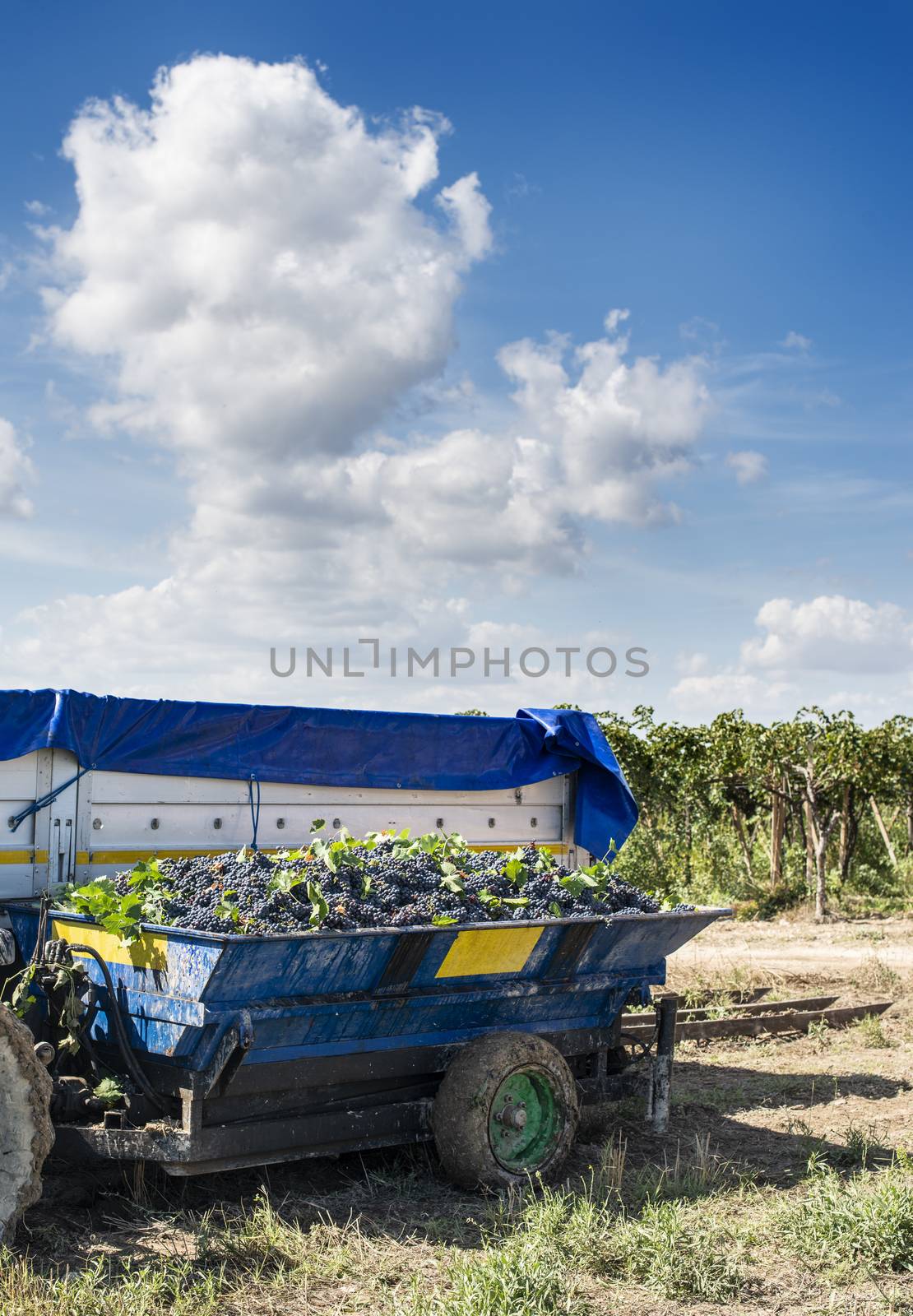 Tractor with trailer filled with red grapes for wine making.  by deyan_georgiev