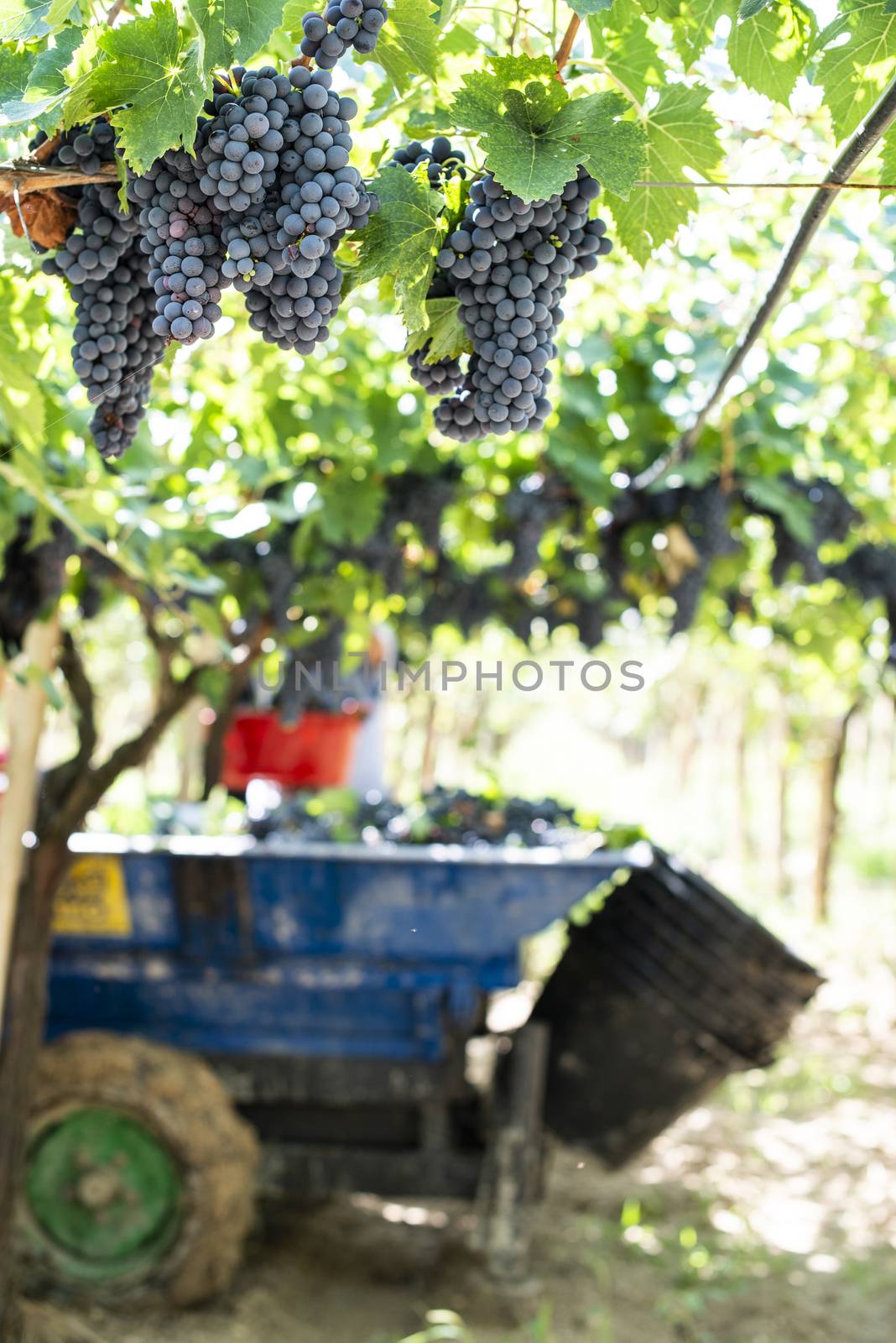 Tractor with trailer filled with red grapes for wine making. Concept for harvesting grapes in vineyard. Inside vineyards.