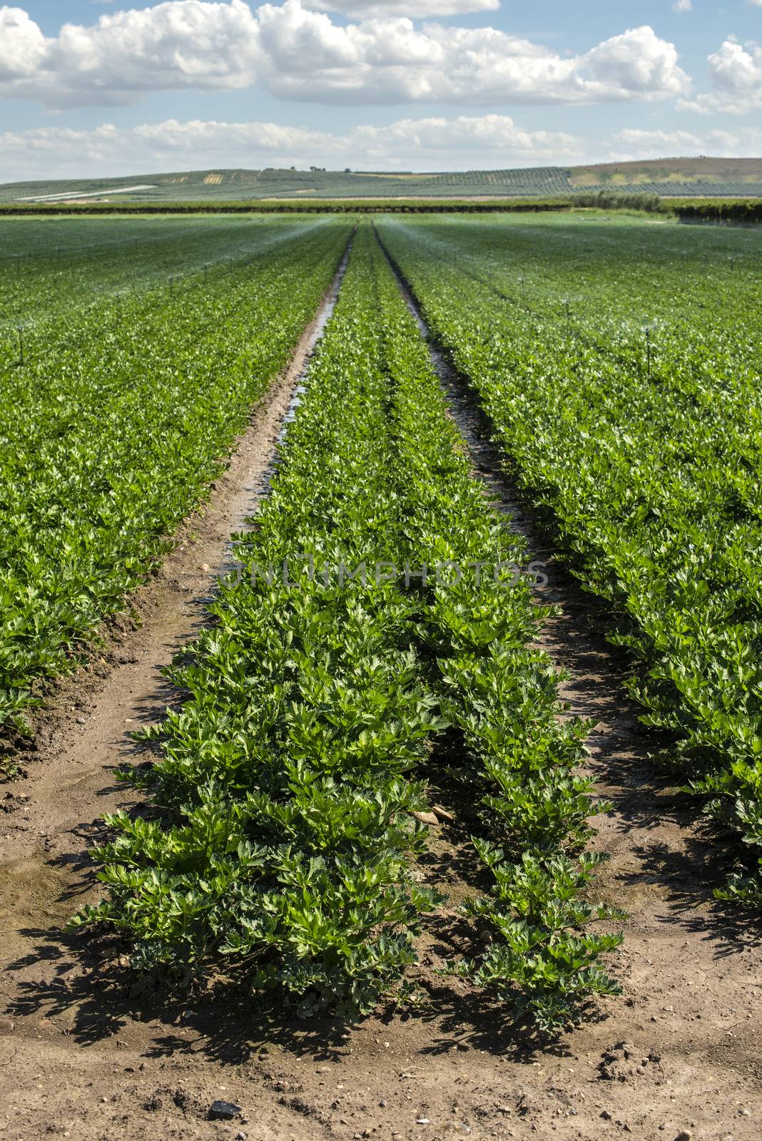 Plantations with celery in the field. Industrial growing celery in rows. Sunny day. 