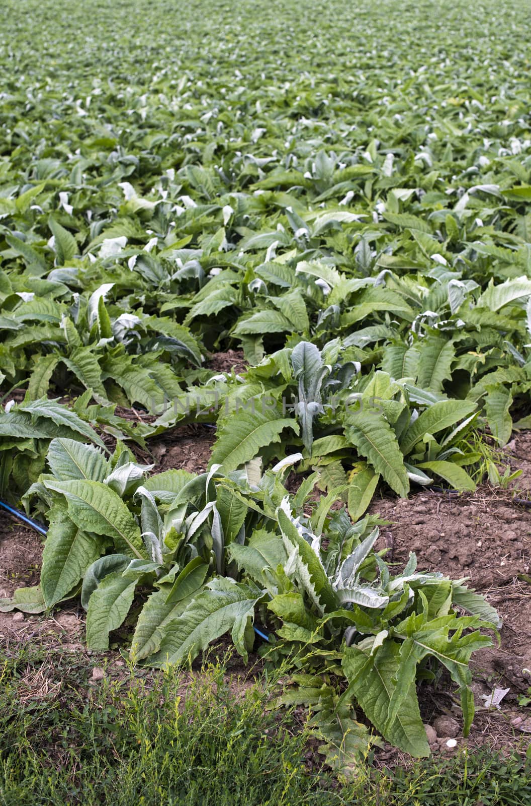 Artichoke industrial plantation in rows. Growing artichoke in a big farm.