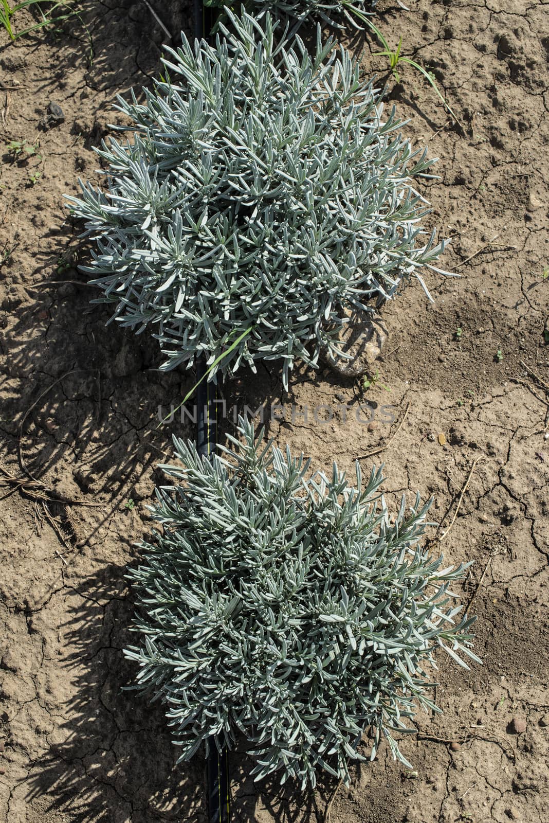 Lavandula small green plants. Newly planted lavandula. Industrialy growing lavender in rows. Small green bushes.