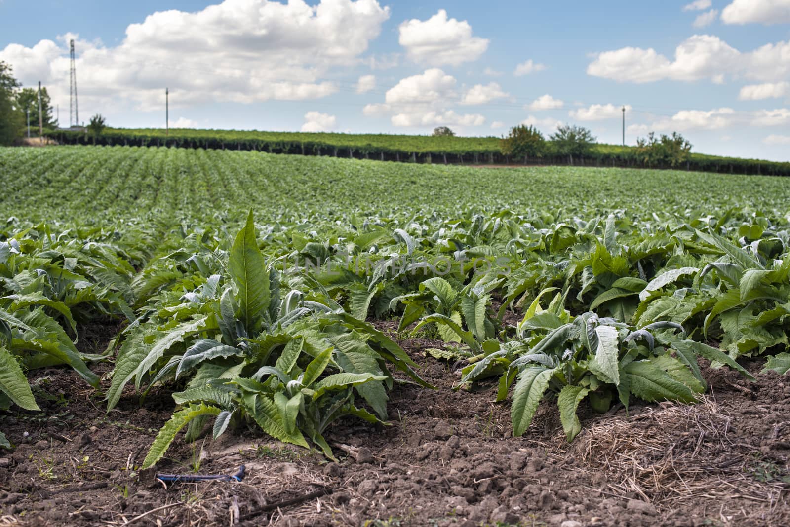 Artichoke industrial plantation in rows. Growing artichoke in a big farm.