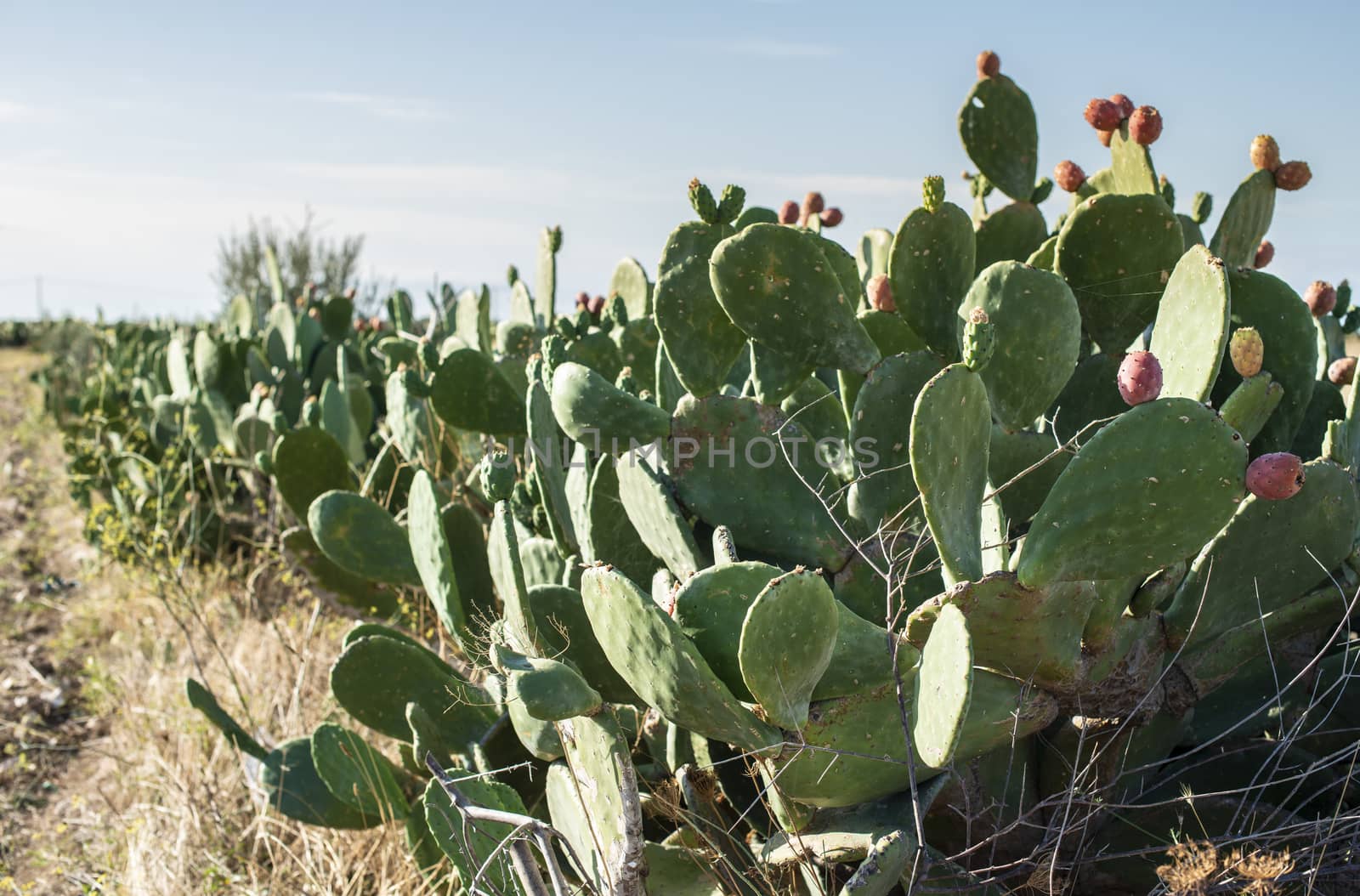Industrial cactus plantation. Growing cactus. Fruits on cactus.  by deyan_georgiev