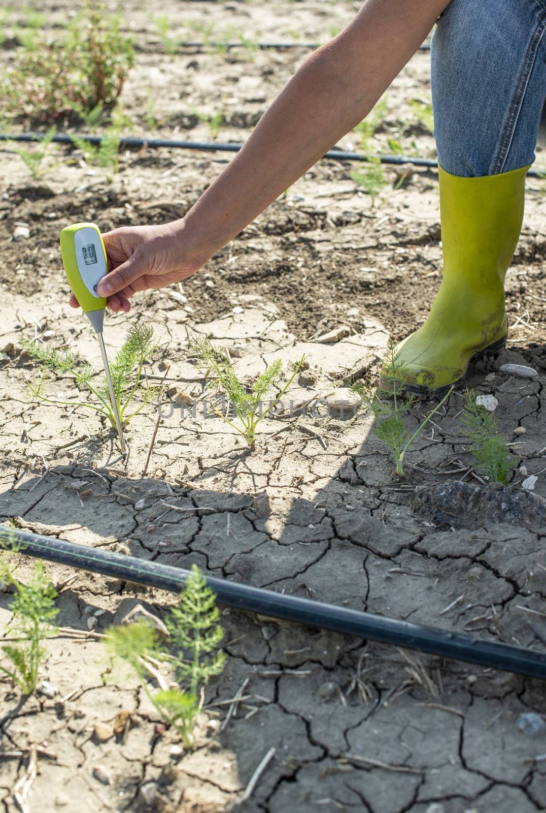 Farmer measure soil with digital device in fennel plantation. Sunny day