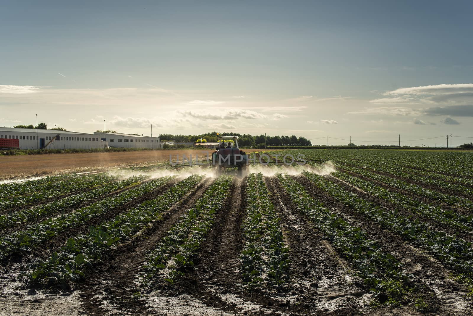 An agricultural tractor sprays plants with chemicals. Protection of plants by using pesticides. Sunset on the field.