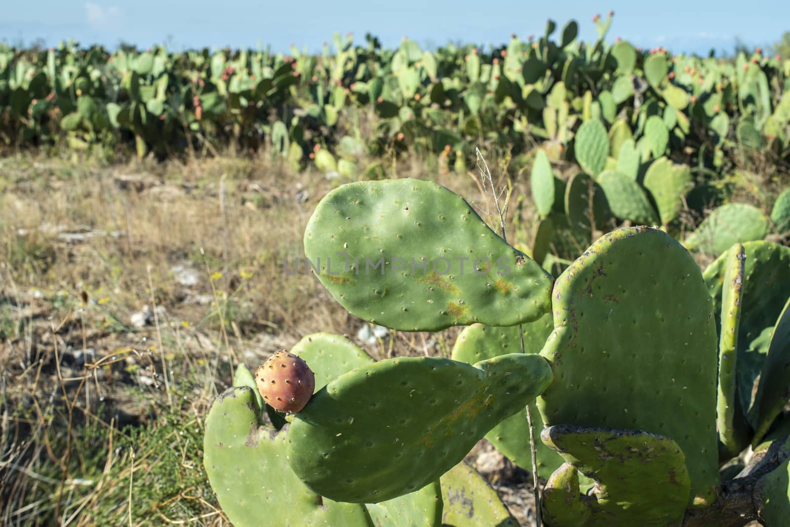 Industrial cactus plantation. Growing cactus. Fruits on cactus. Sunny day.