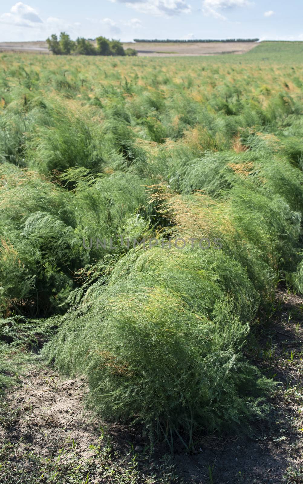 Growing asparagus in farm. Green bushes of asparagus by deyan_georgiev