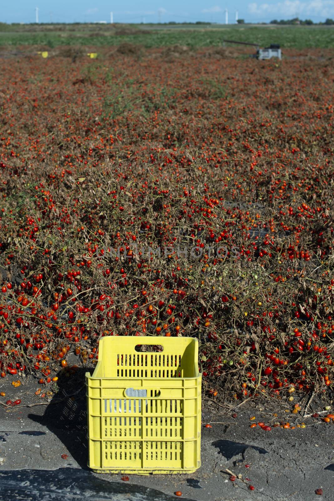Small cherry tomatoes on the field. Overripe tomatoes on the ground. Yellow crate. Agriculture land.