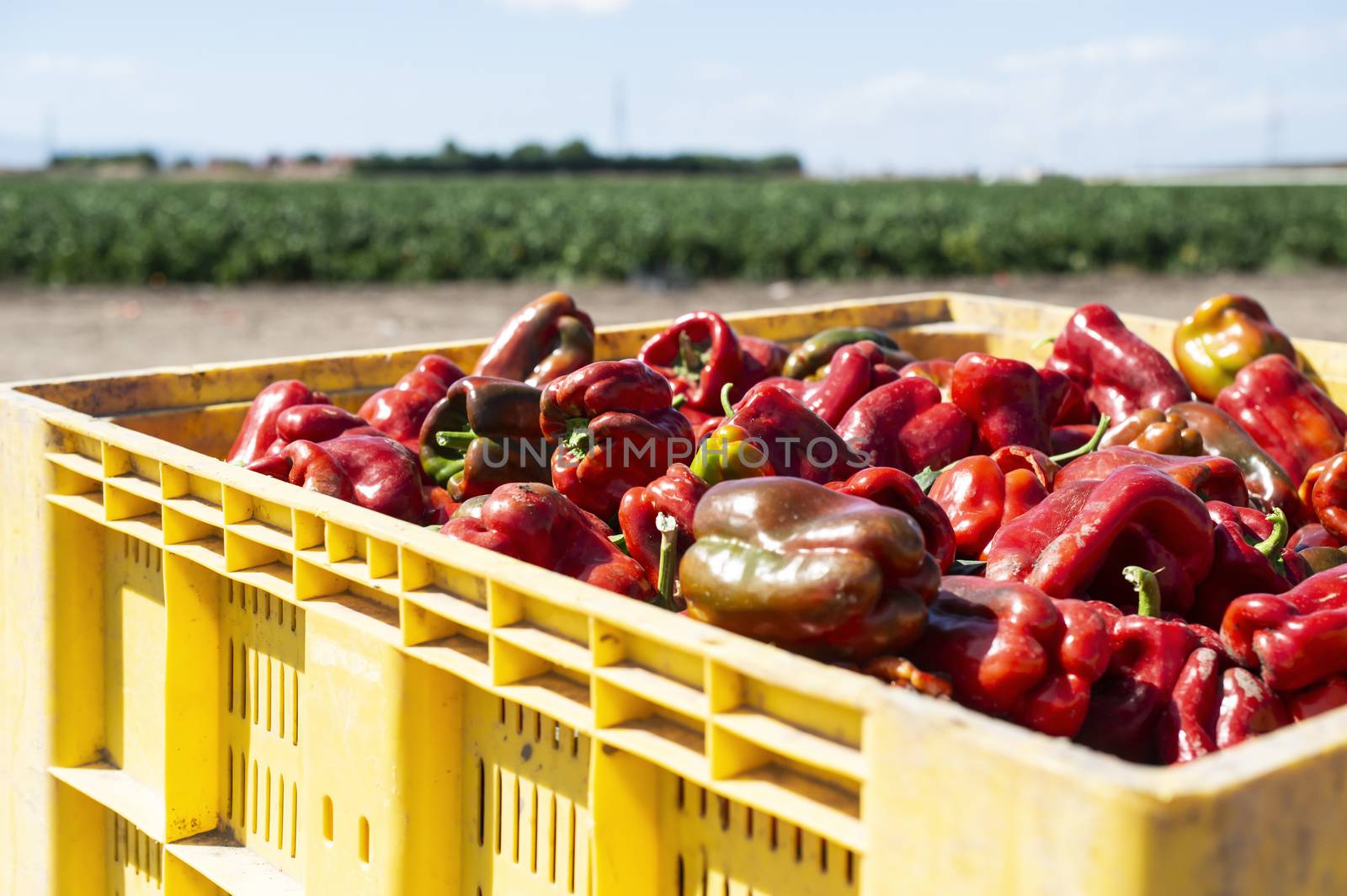 Mature big red peppers in crate ready for transport from the farm. Close-up peppers and agricultural land.