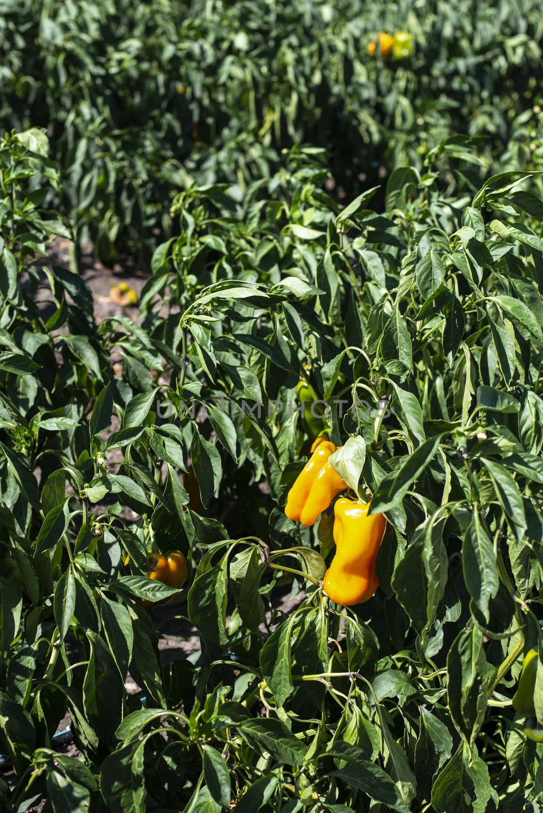 Growing peppers on the field. Natural growing vegetables in farm.