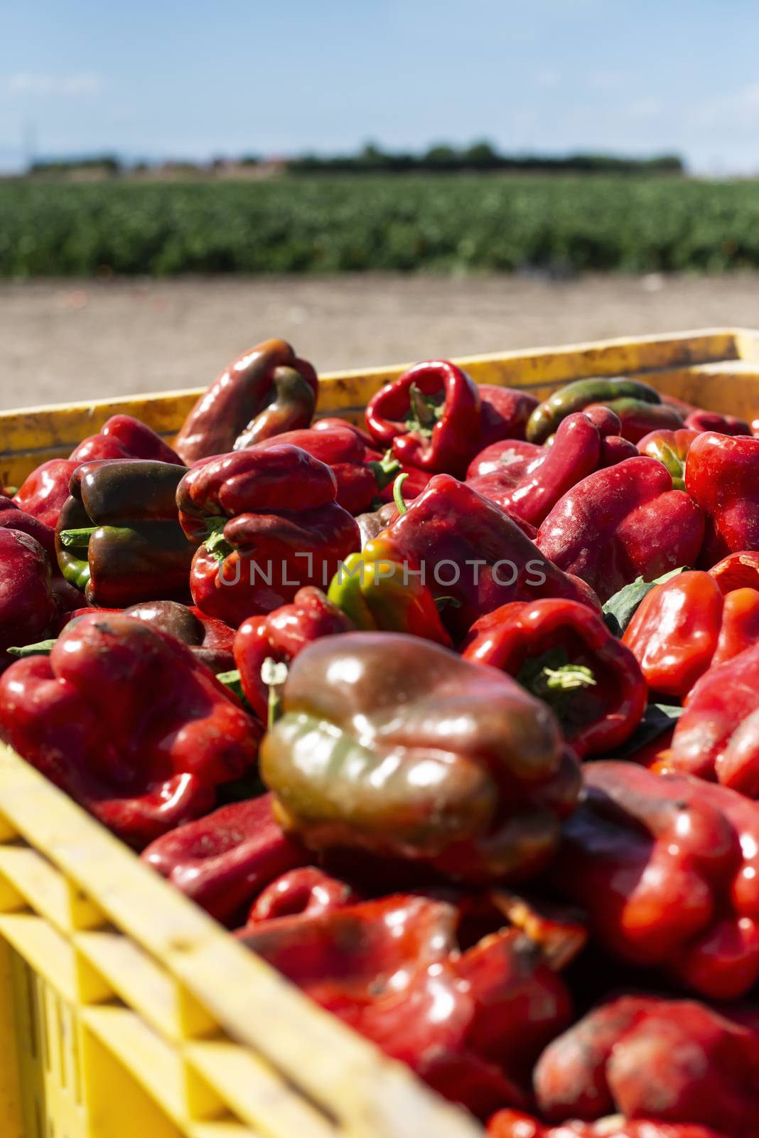 Mature big red peppers in crate ready for transport from the far by deyan_georgiev