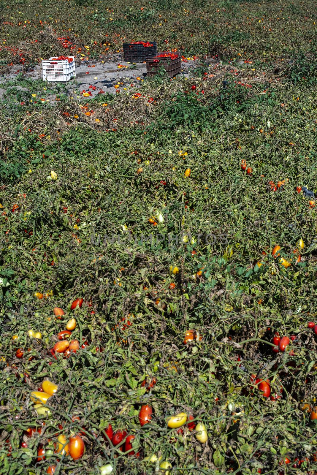 Picking tomatoes manually in crates. Tomato farm. Tomato variety for canning. Growing tomatoes in soil on the field. Sunny day.