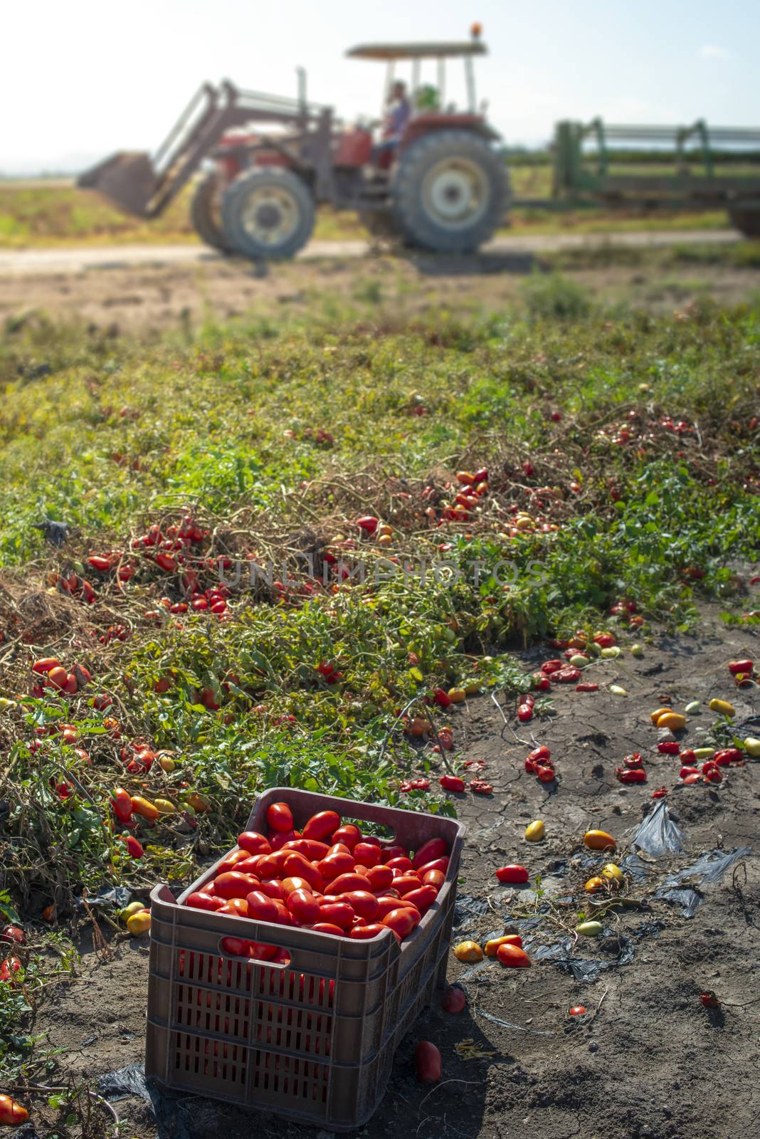 Picking tomatoes manually in crates. Tomato farm. Tomato variety by deyan_georgiev