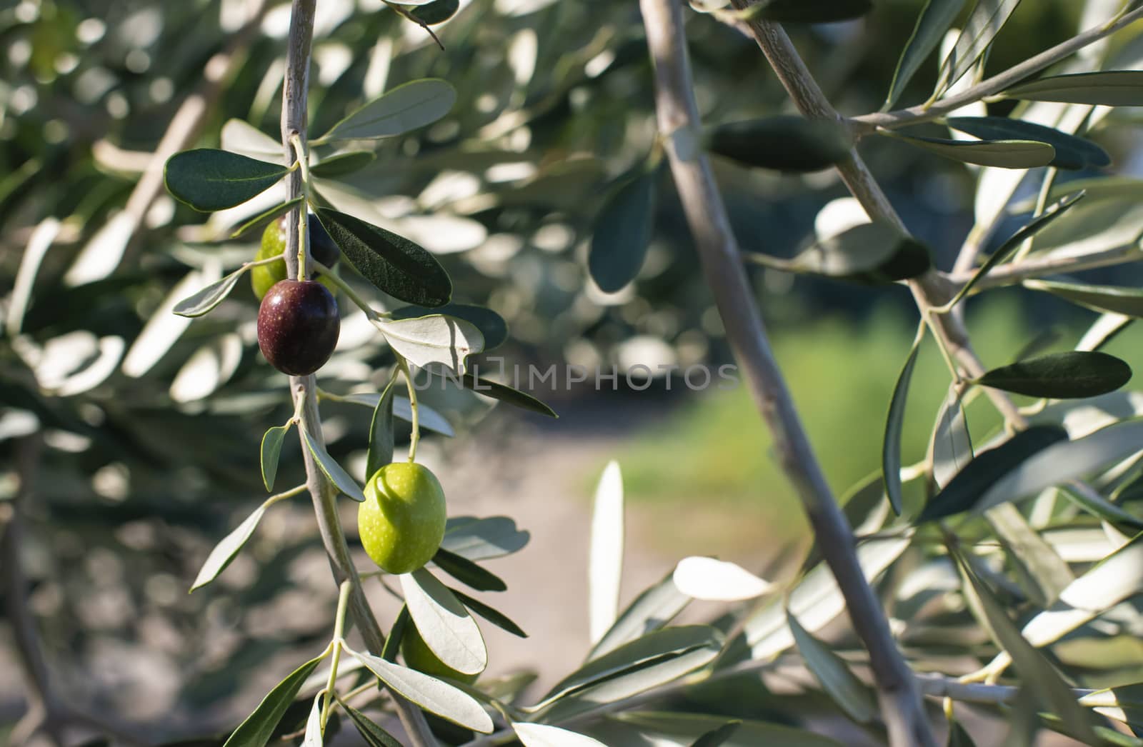 Ripe olives on branch. Sunlight. Close up olives on tree.
