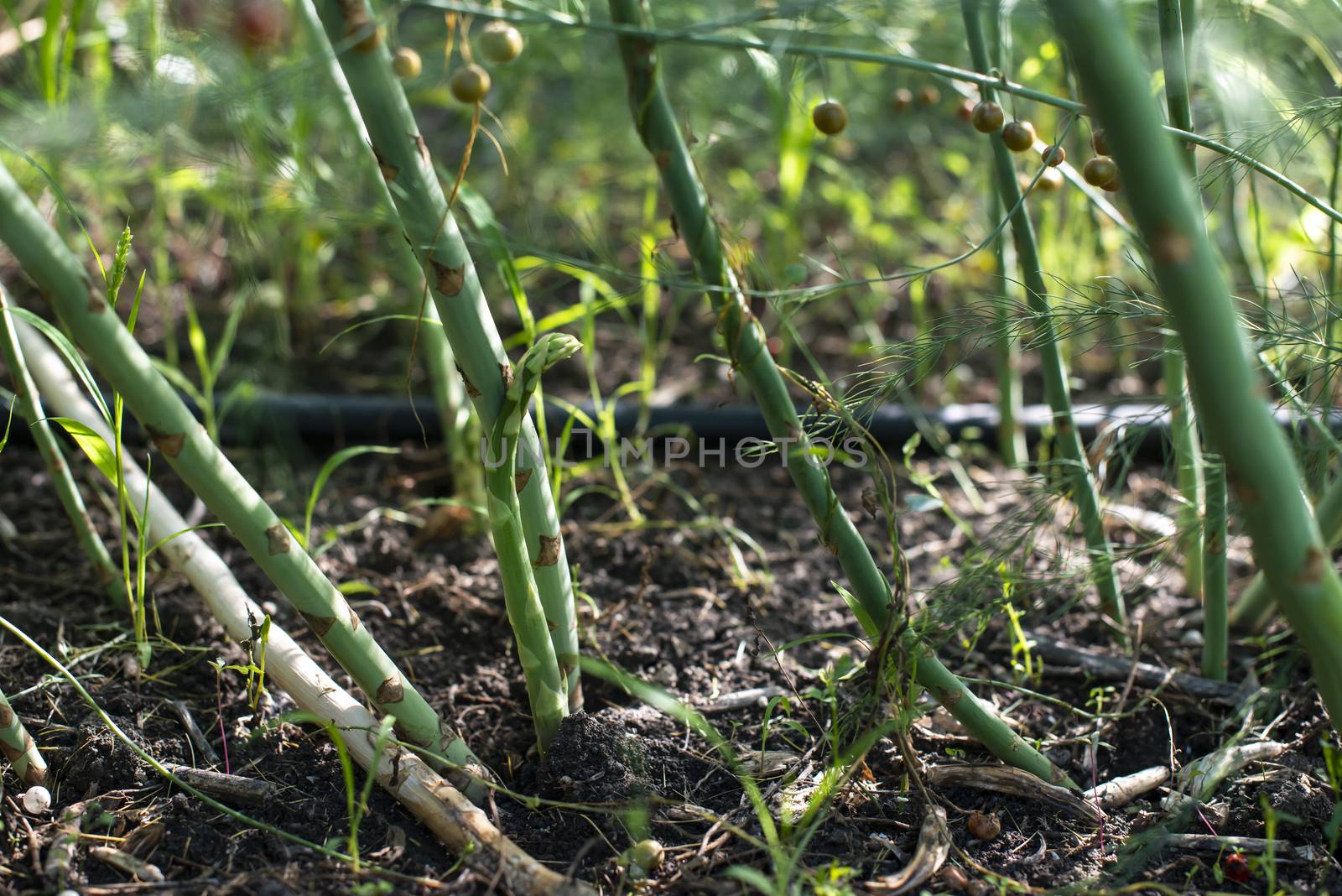 Asparagus plants in the nature. Close-up asparagus. Growing asparagus in agriculture.