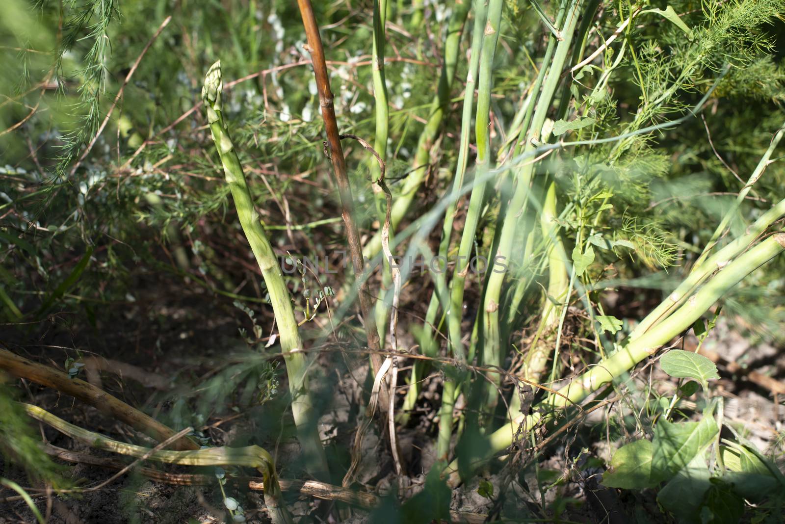 Asparagus plants in the nature. Close-up asparagus. Growing asparagus in agriculture.