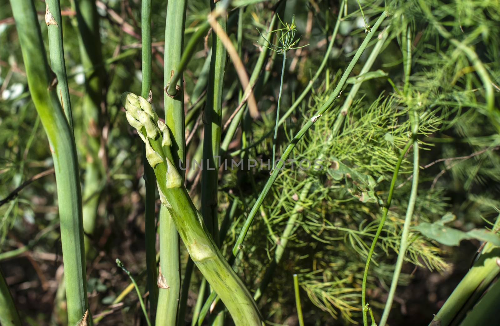 Asparagus plants in the nature. Growing asparagus in agriculture by deyan_georgiev