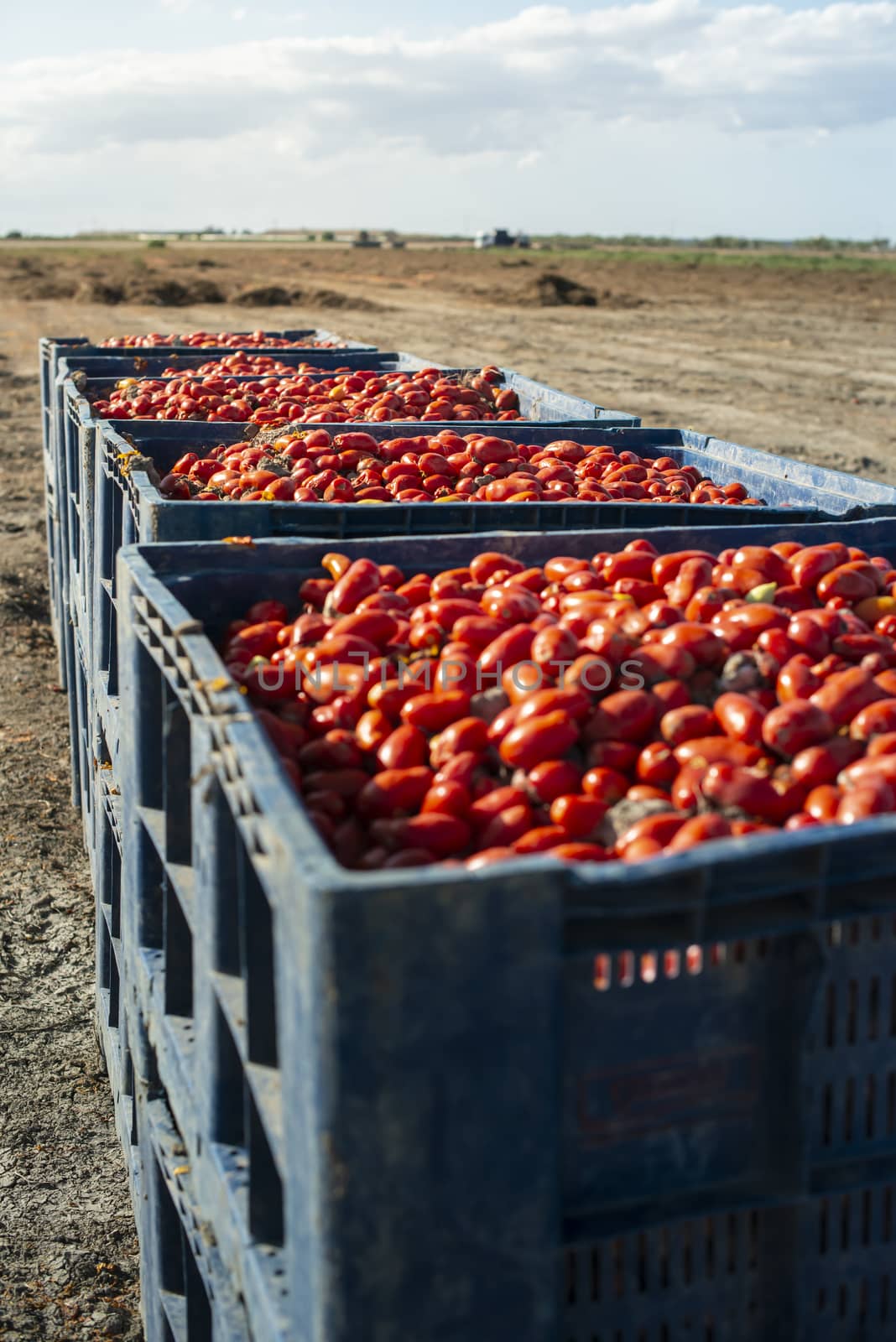 Big crates with tomatoes. Farm for growing tomatoes for canning industry.