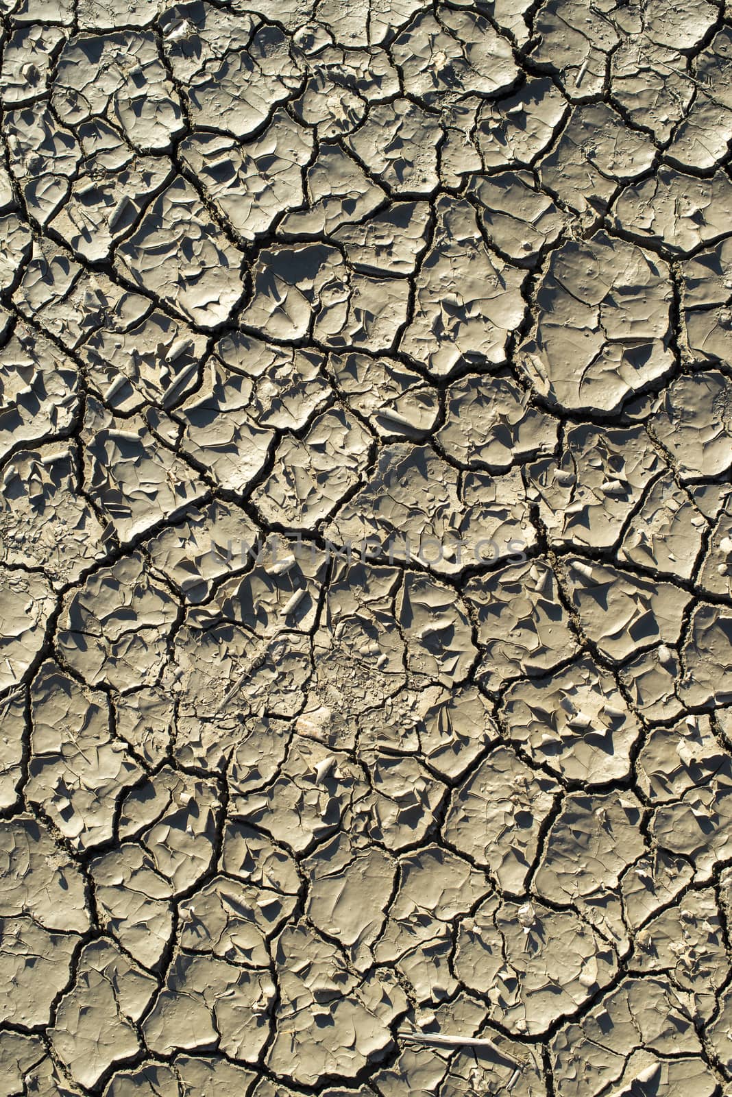 Cracked soil texture. Hard shadows and sun. Dried ground.  by deyan_georgiev