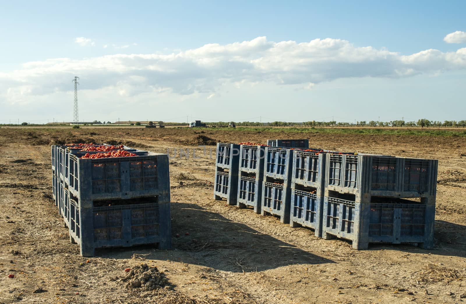 Big crates with tomatoes. Farm for growing tomatoes for canning industry.