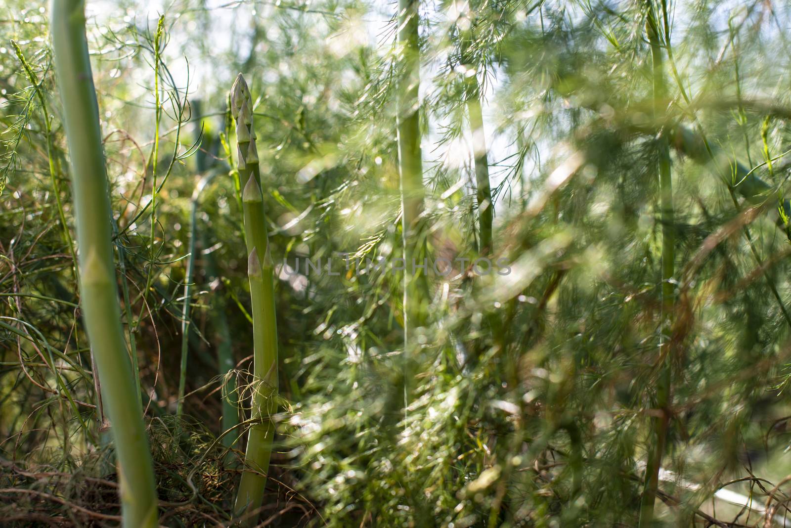 Asparagus plants in the nature. Close-up asparagus. Asparagus in industrial farm.