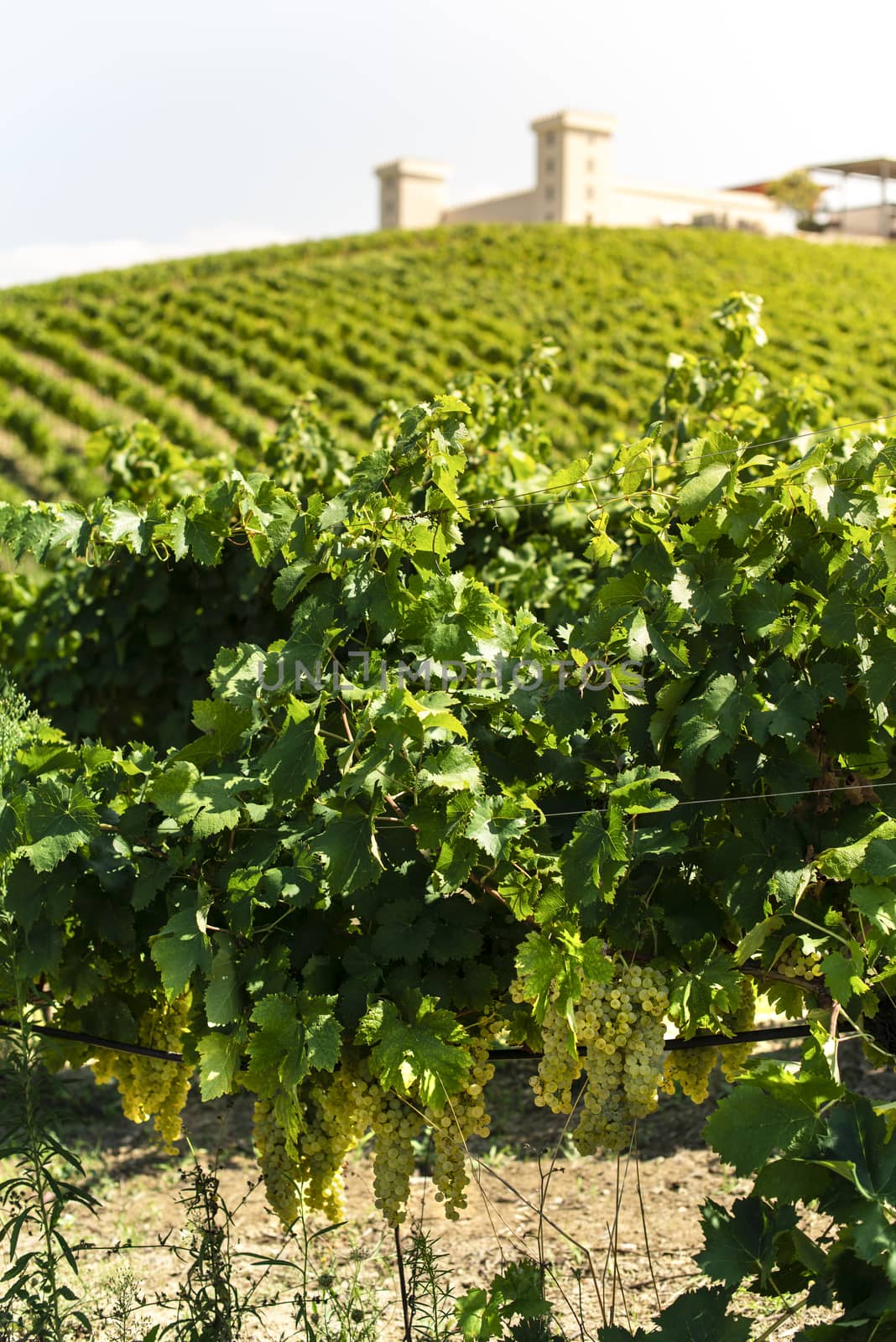 Winery on hill and vineyards rows. Winery building on top of the by deyan_georgiev