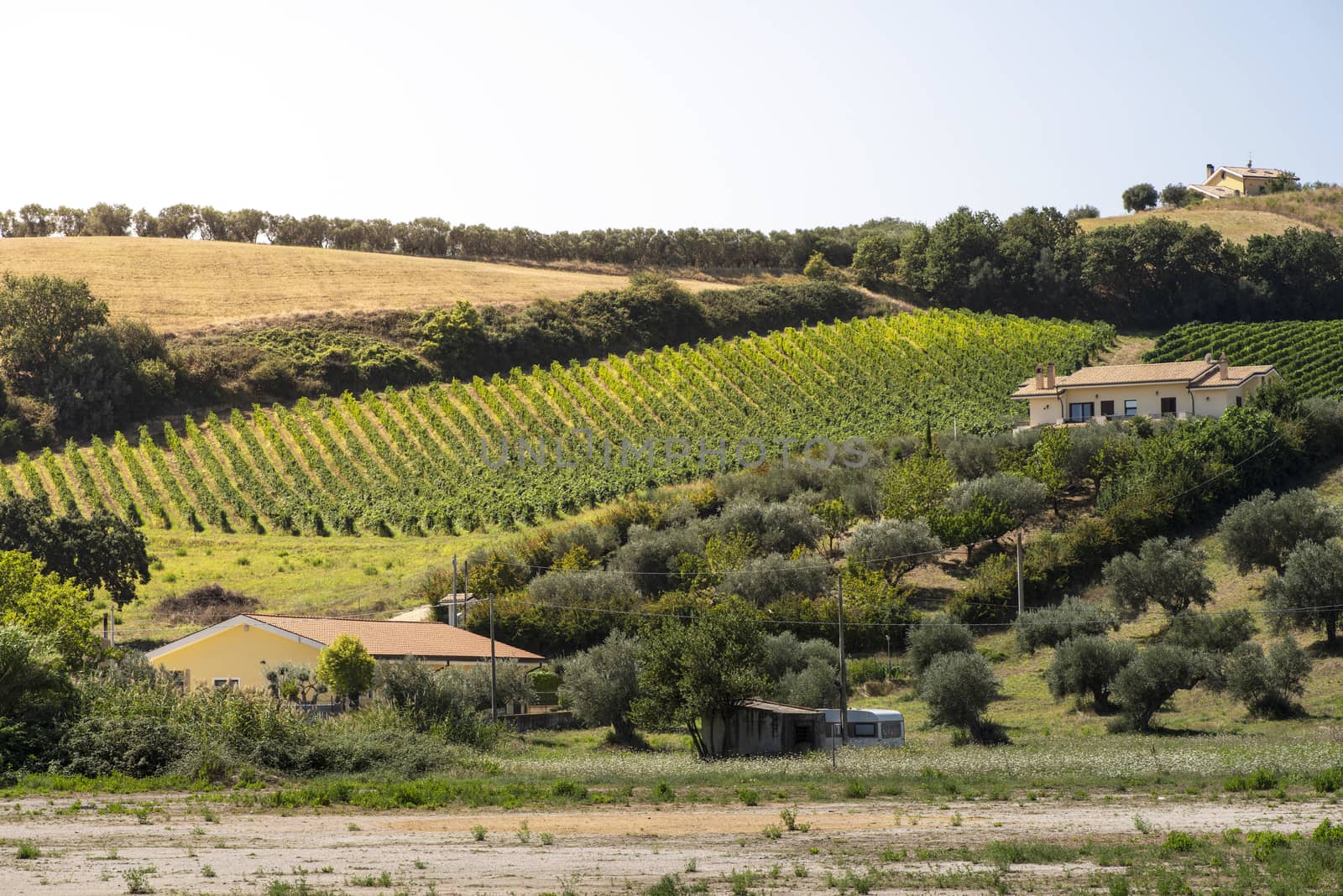 Winery on hill and vineyards rows. Winery building on top of the hill. Sunny day. 