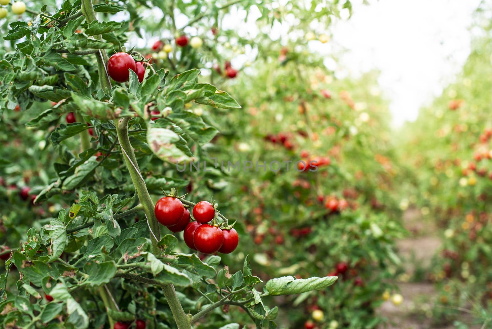 Small tomatoes in greenhouse. 