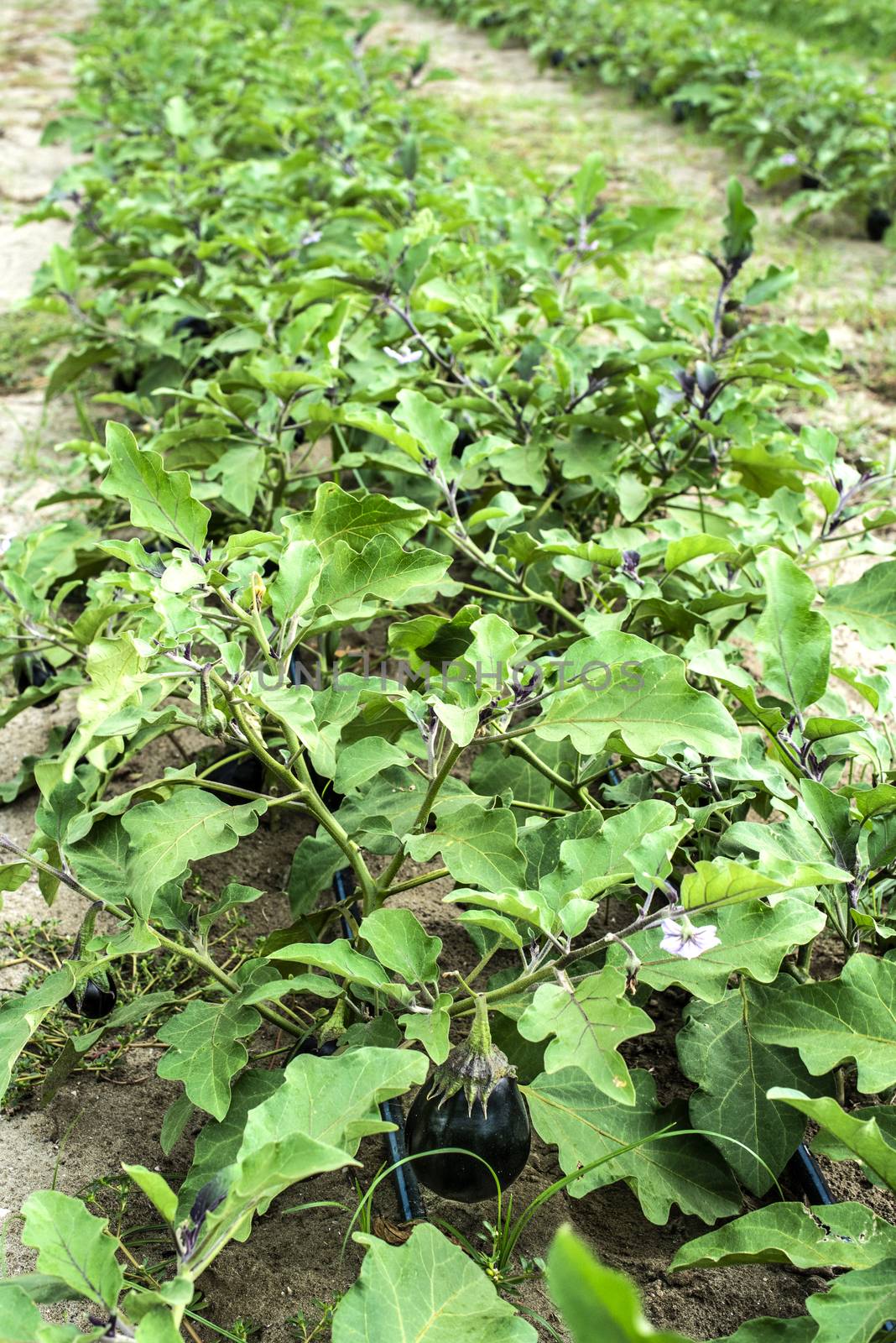 Eggplant on the field. Growing Eggplant in plantation.  by deyan_georgiev