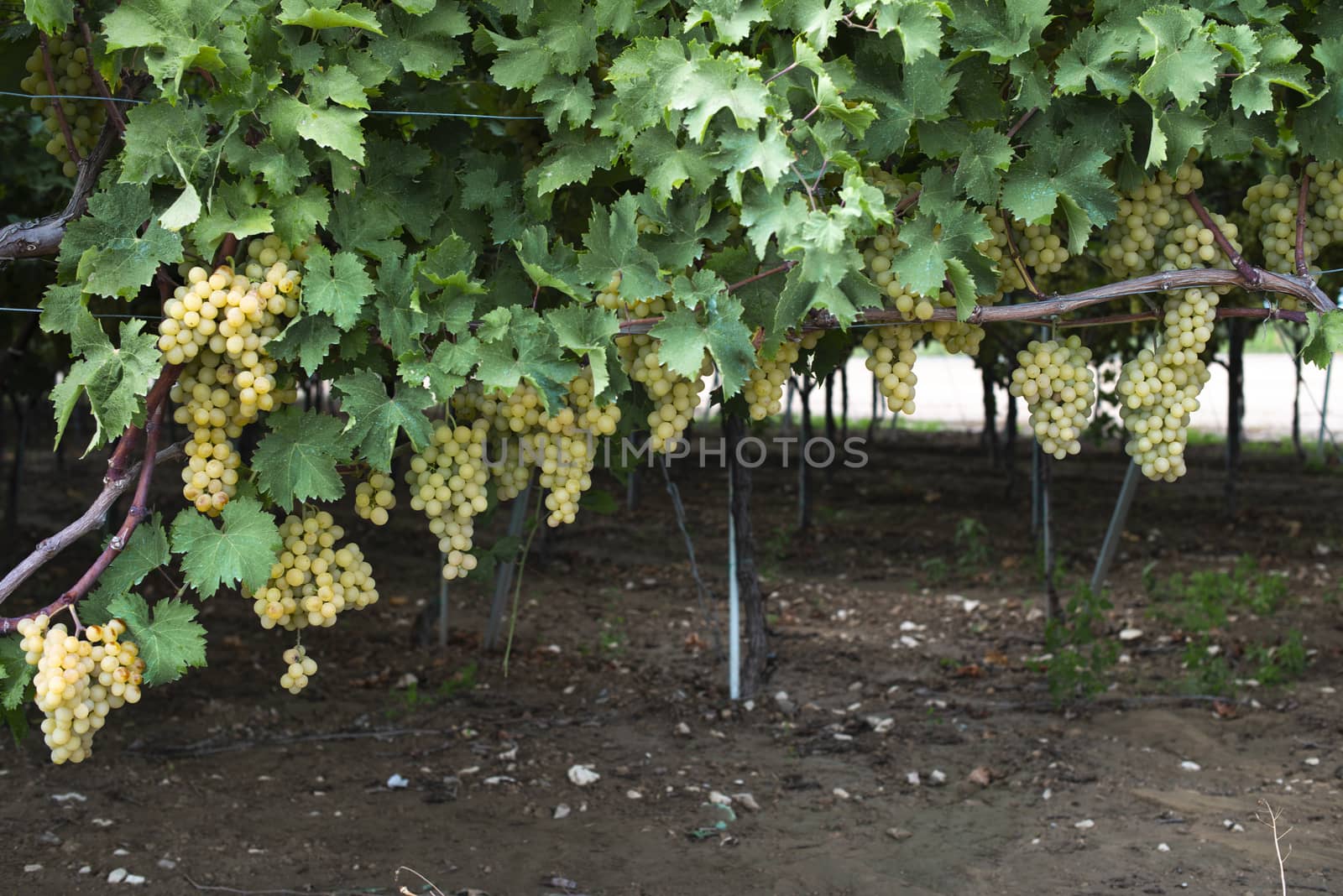 Dessert white grapes. Variety of grapes for eating. by deyan_georgiev