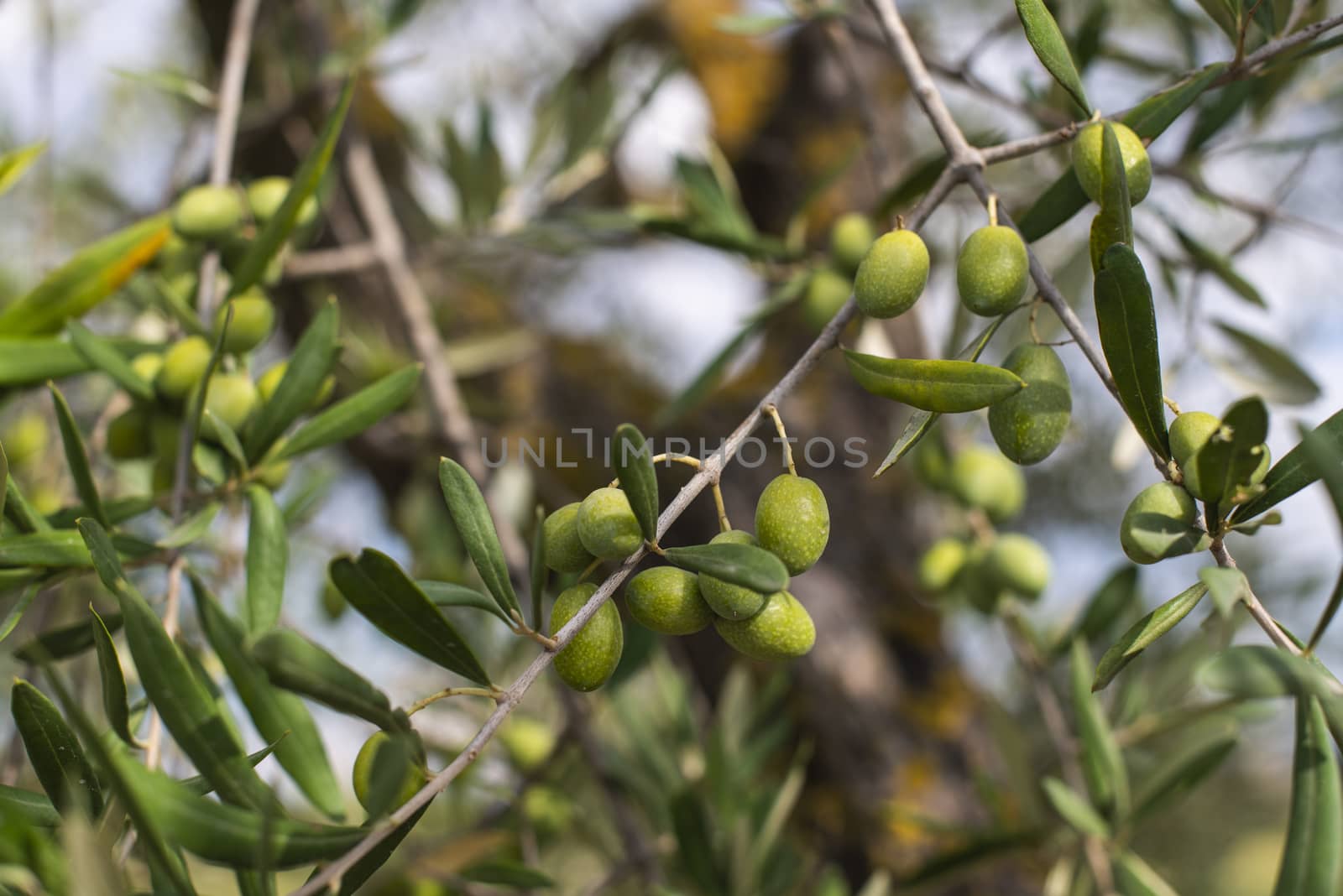 Olive tree close up. Branch with olives by deyan_georgiev