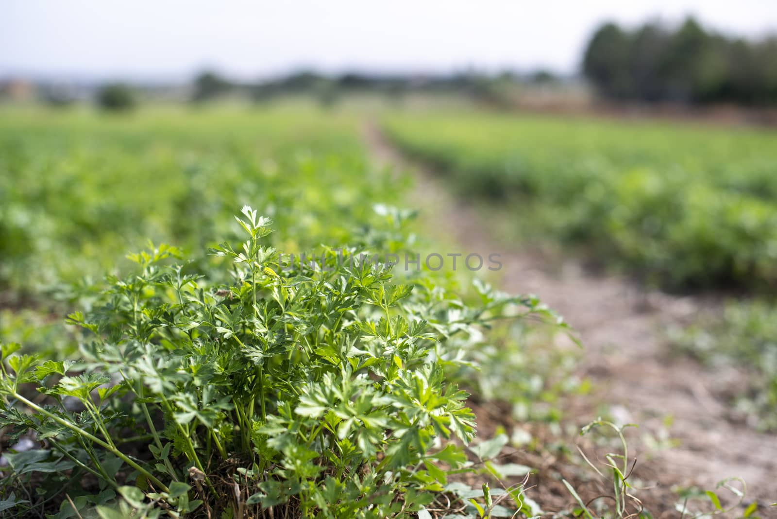 Plantation with Parsley in rows. Close up parsley in farm. by deyan_georgiev