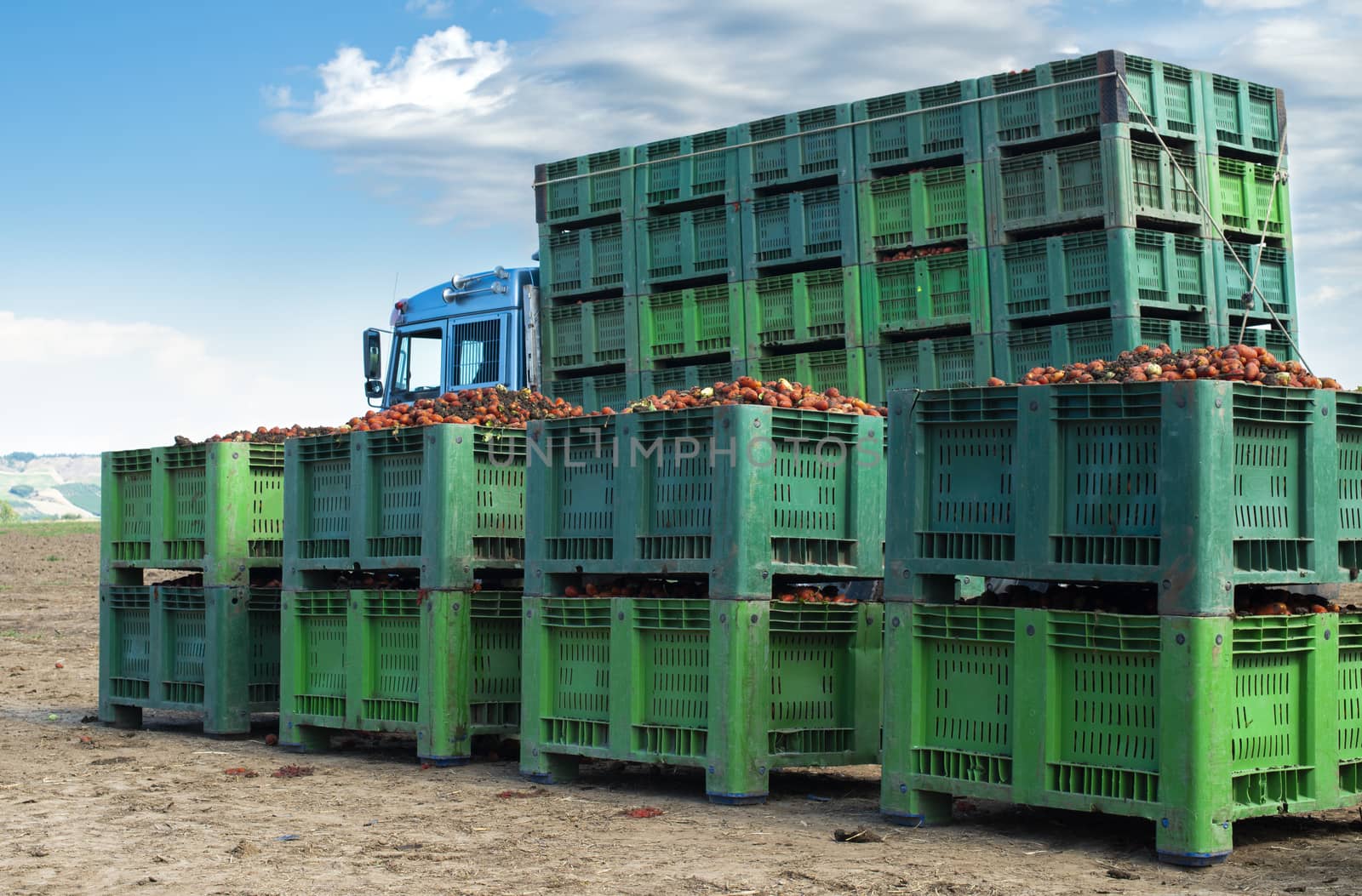 Tomatoes for canning. Agriculture land and crates with tomatoes. Harvested tomatoes.