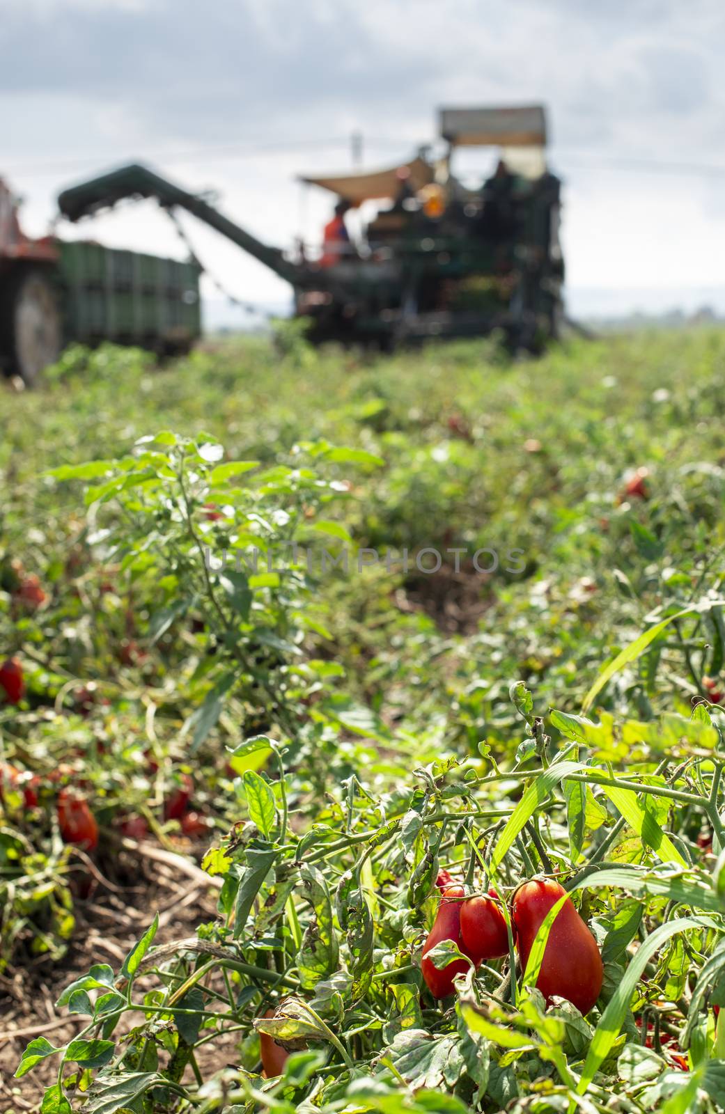 Picking tomatoes. Tractor harvester harvest tomatoes and load on by deyan_georgiev