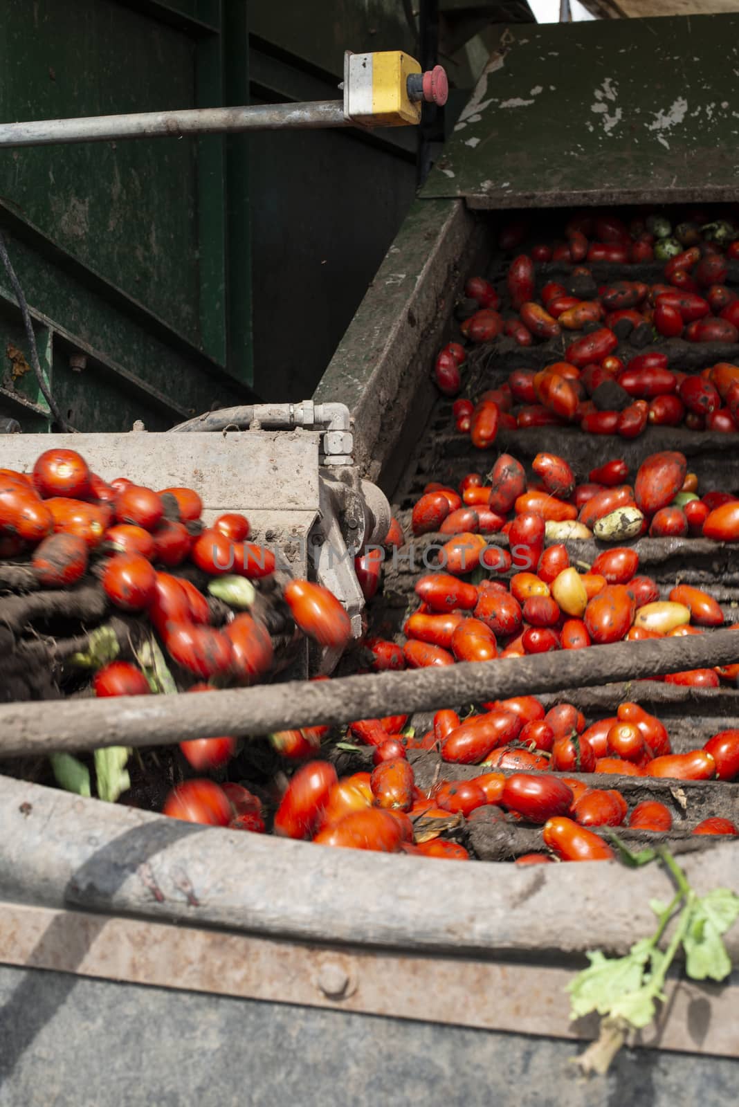 Machine with transport line for picking tomatoes on the field. Tractor harvester harvest tomatoes and load in crates. Automatization agriculture concept with tomatoes.