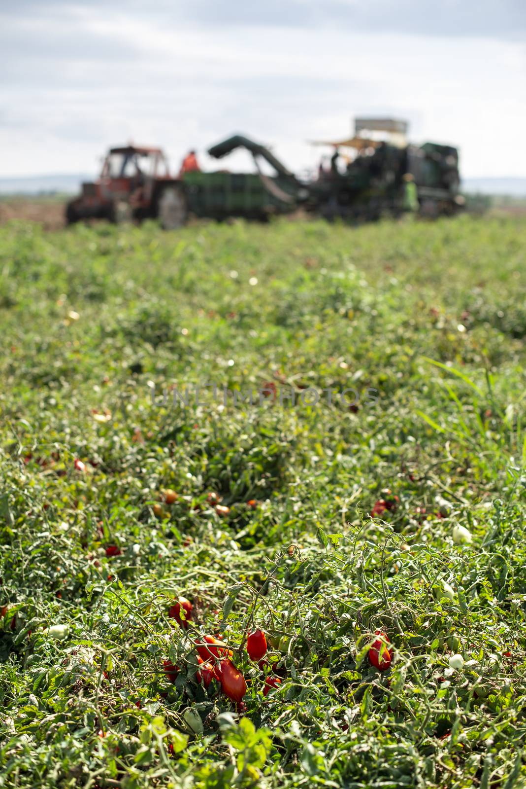 Picking tomatoes. Tractor harvester harvest tomatoes and load on by deyan_georgiev