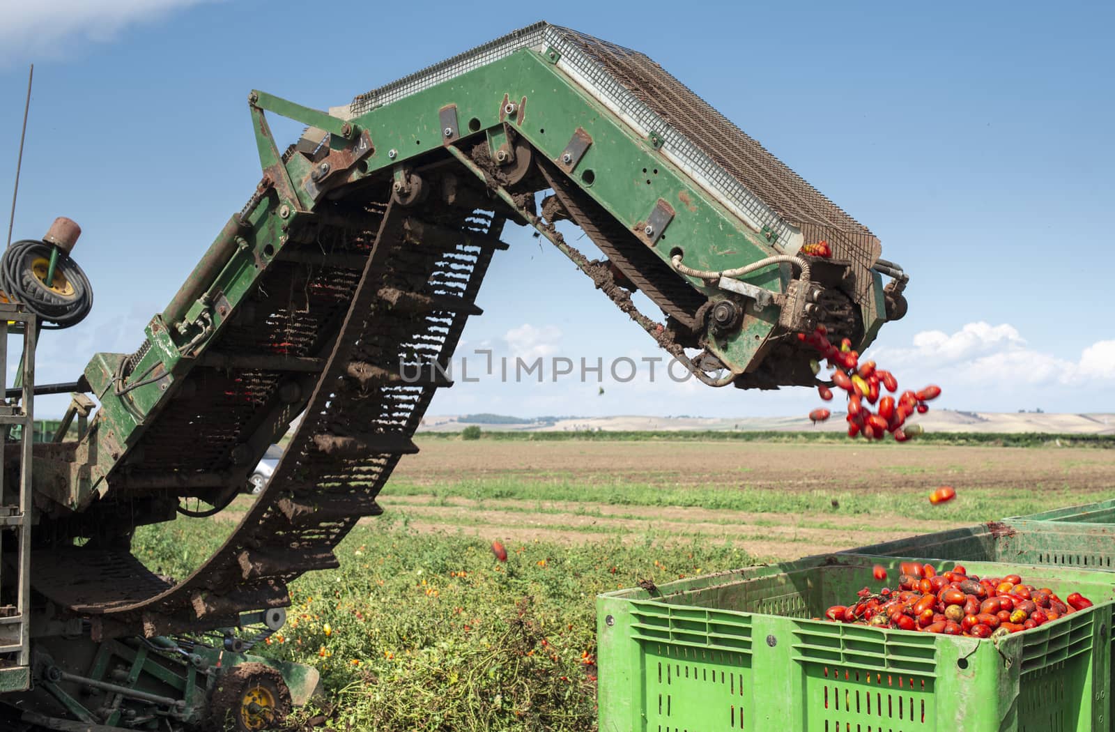 Machine with transport line for picking tomatoes on the field. Tractor harvester harvest tomatoes and load in crates. Automatization agriculture concept with tomatoes.