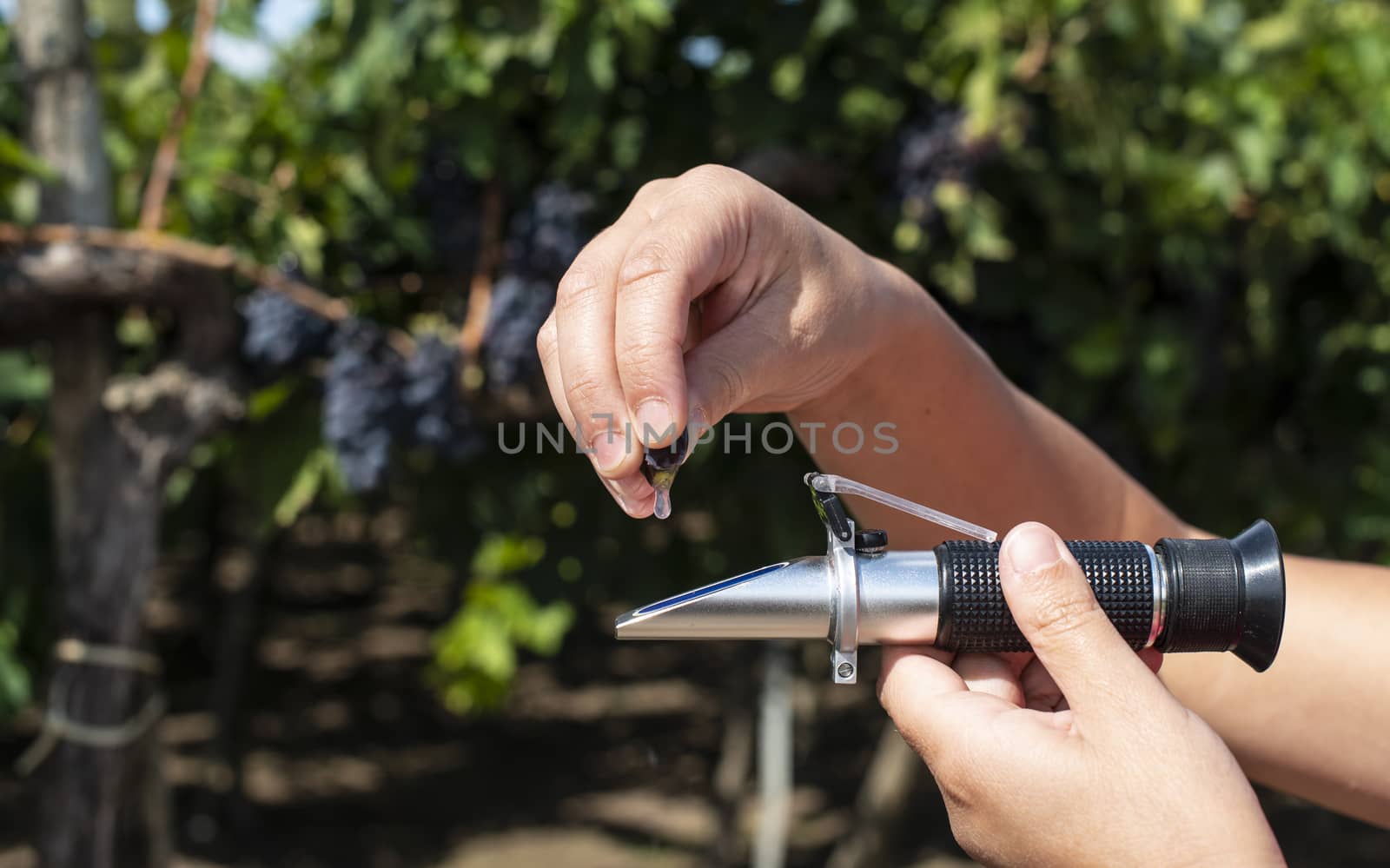 Farmer measures the sugar content of the grapes with refractomet by deyan_georgiev