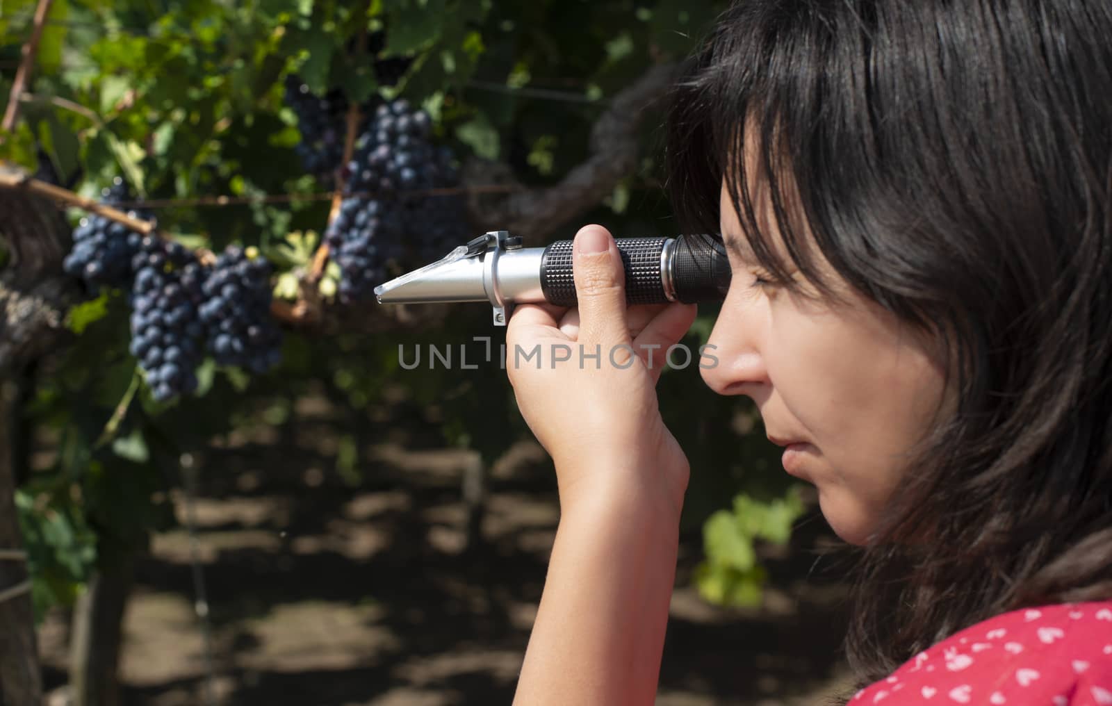 Farmer measures the sugar content of the grapes with refractometer. Device for measuring sugar in grape. Red grapes.