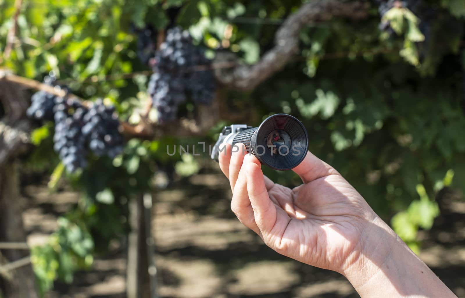 Farmer measures the sugar content of the grapes with refractometer. Device for measuring sugar in grape. Red grapes.