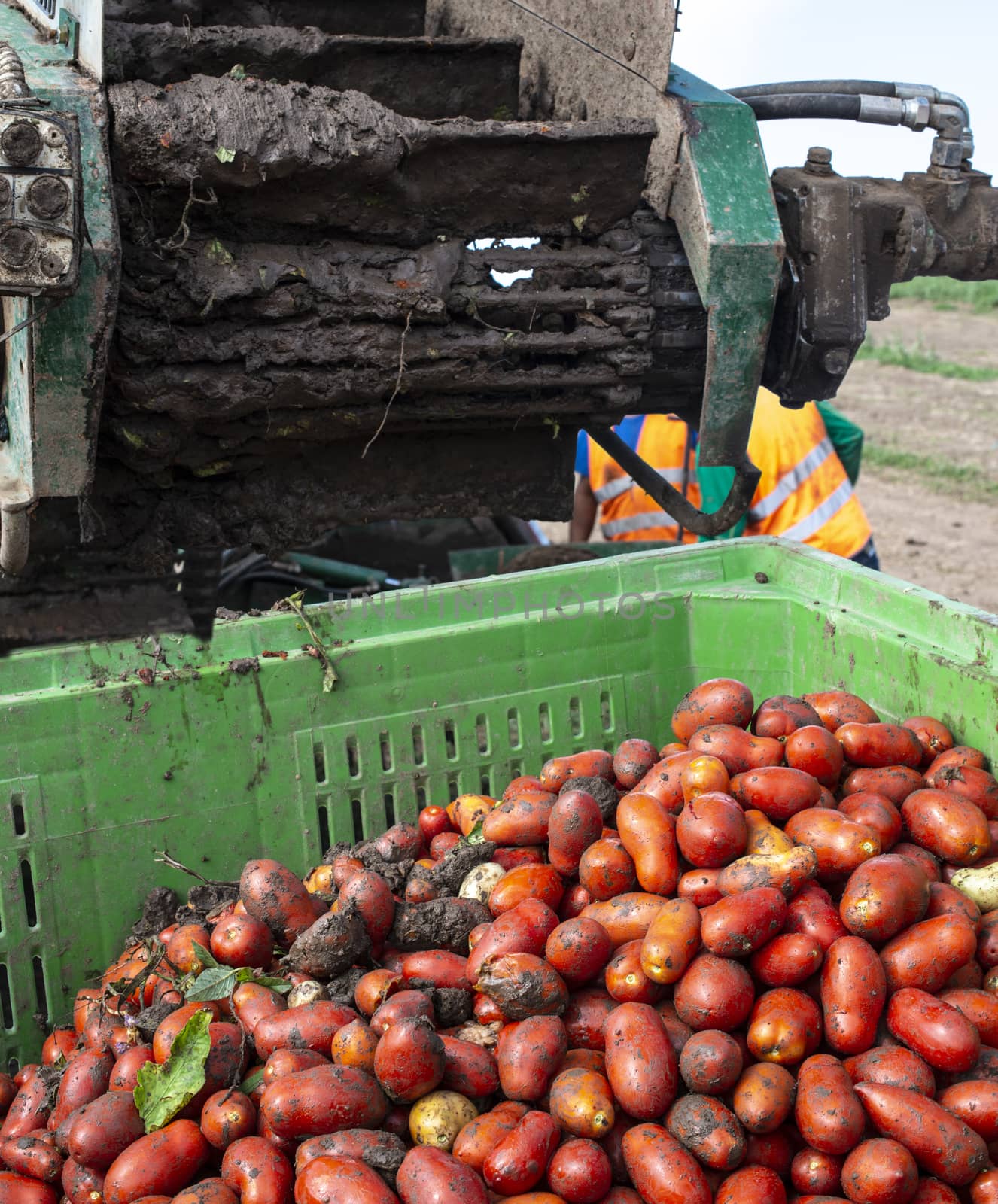 Machine with transport line for picking tomatoes on the field. T by deyan_georgiev