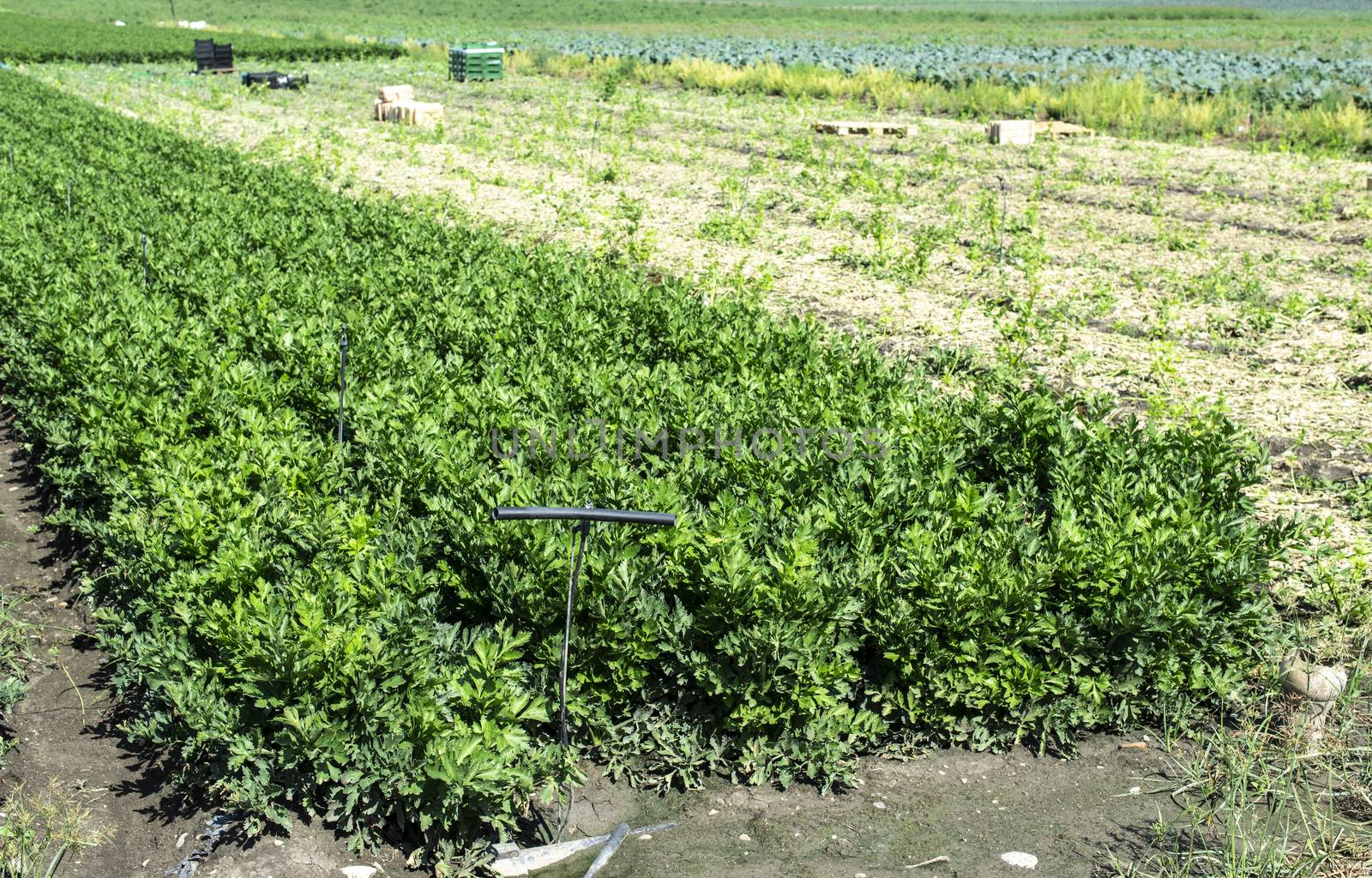 Growing Celery On Plantation. Celery plants in rows. Big celary farm. Crates on background.