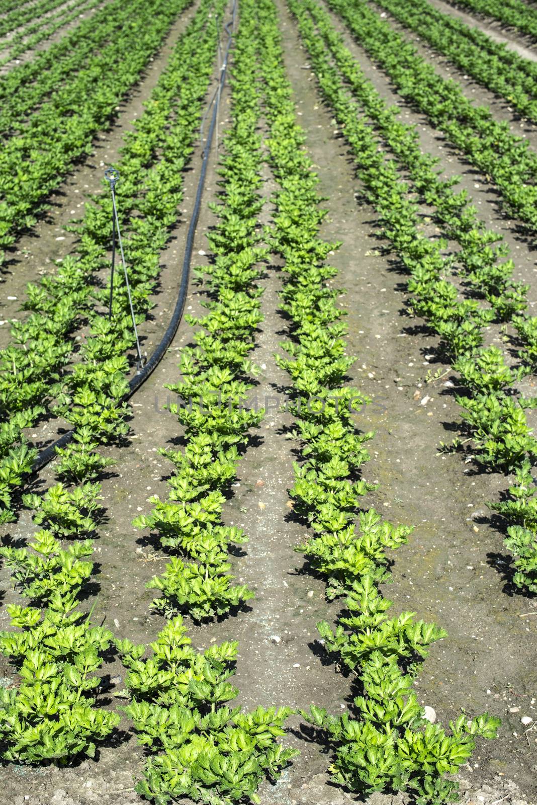 Growing Celery On Plantation. Celery plants in rows.  by deyan_georgiev